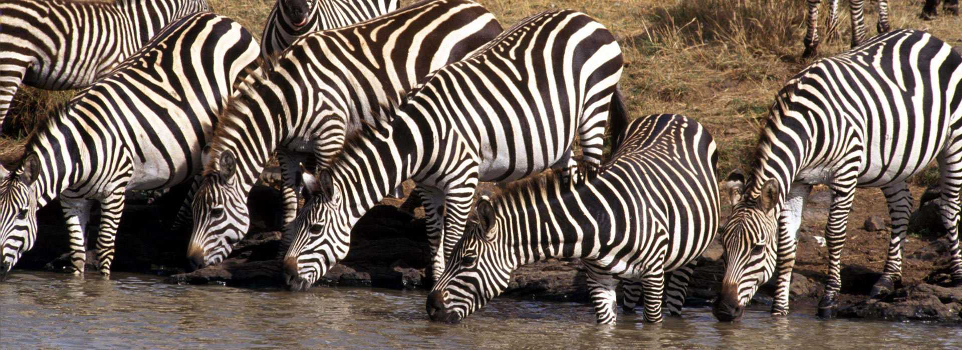 Zebras drinking in Tsavo, Kenya