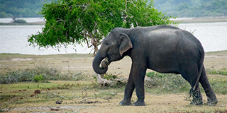 Yala National Park