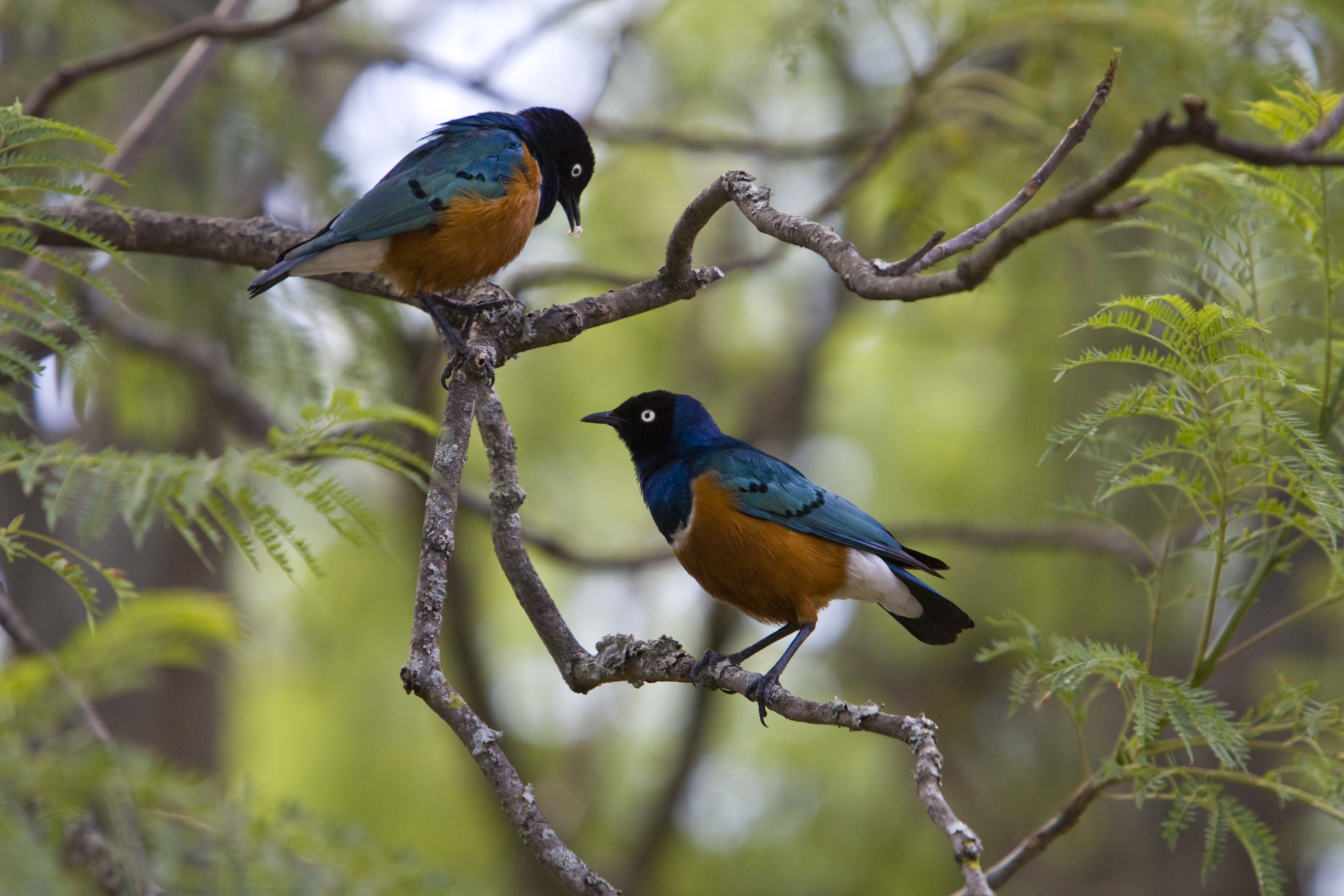 Birdlife.jpg