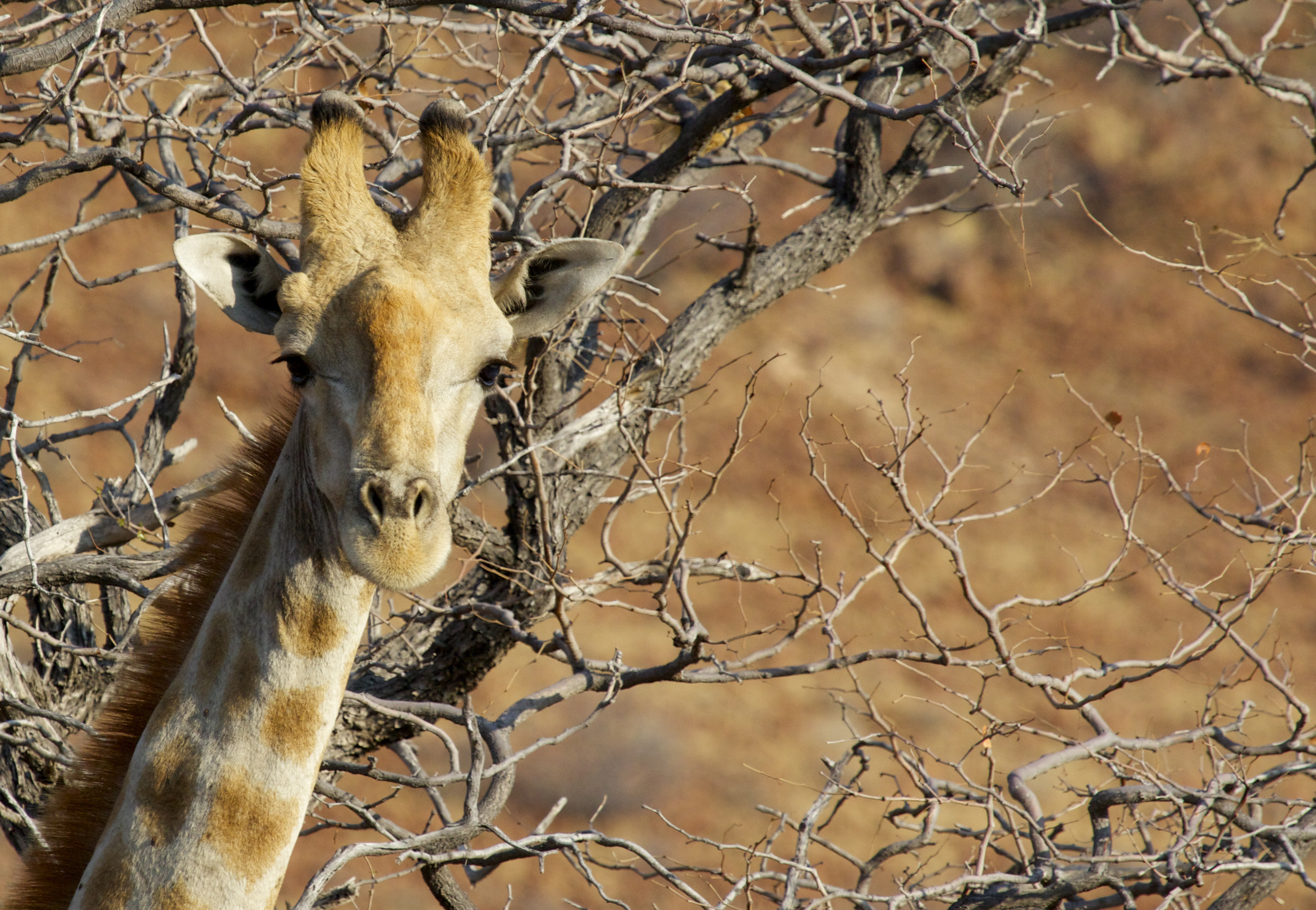 IMG_5783_Giraffe_headshot.jpg