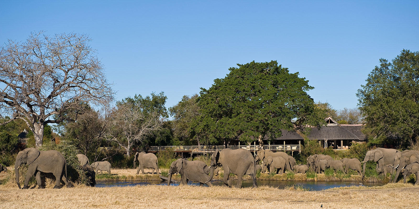 Elephants_at_Lodge.jpg