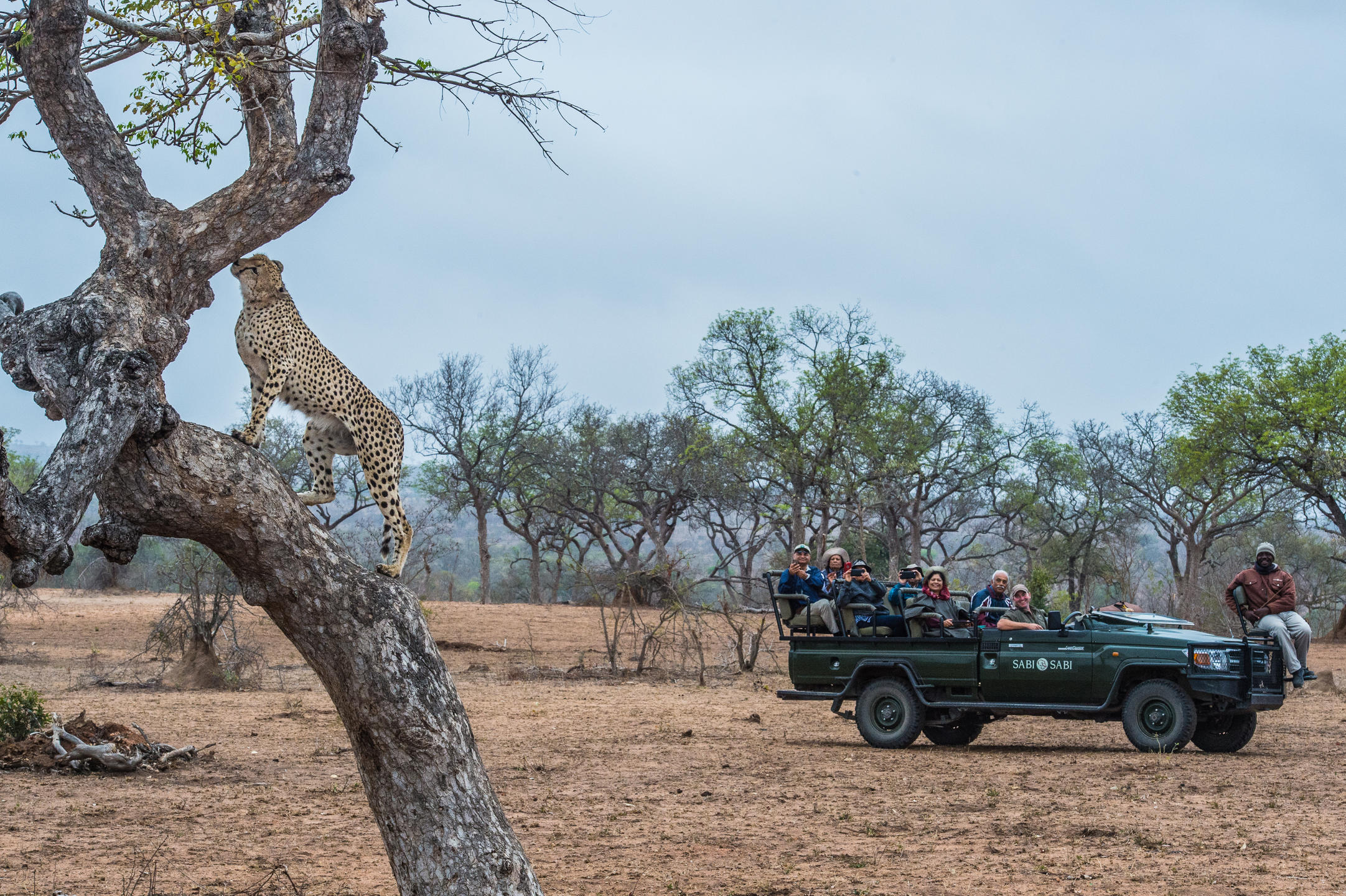 safari_2.jpg