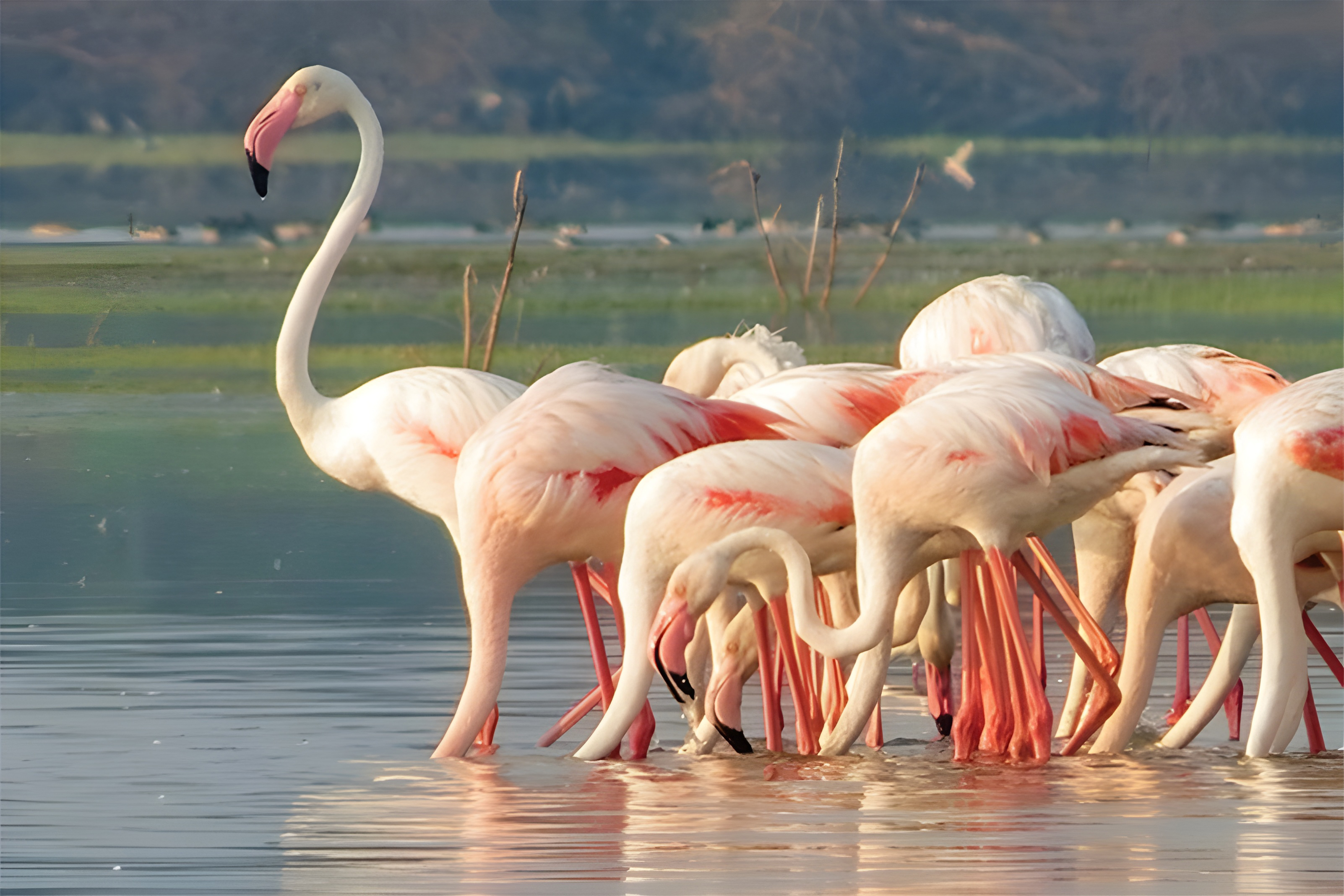 Bundala_National_Park.jpg