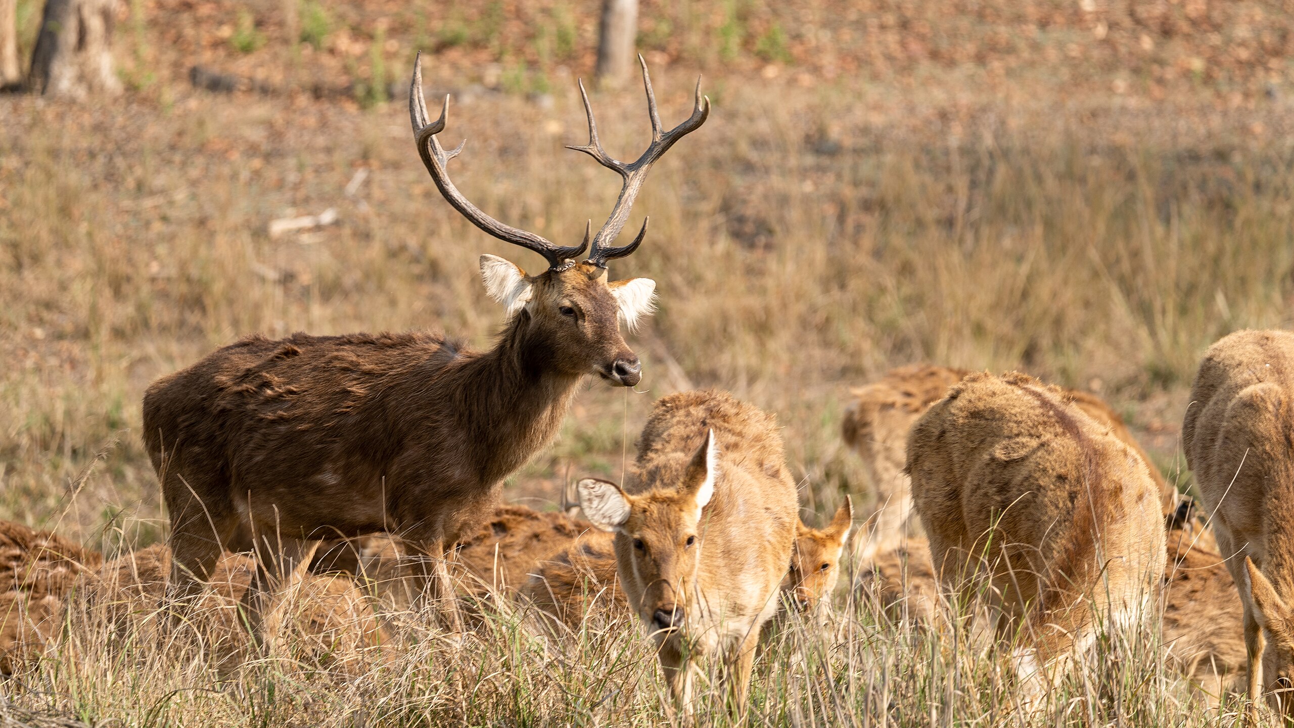 Majestic_stag_and_harem__51079418982_.jpg