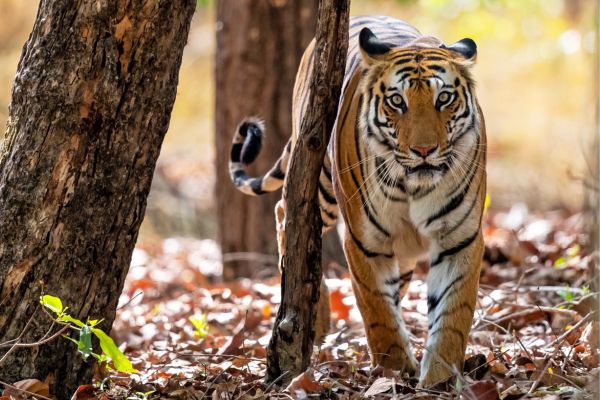 Tiger_Bandhavgarh_India_Canva_Pro.jpg