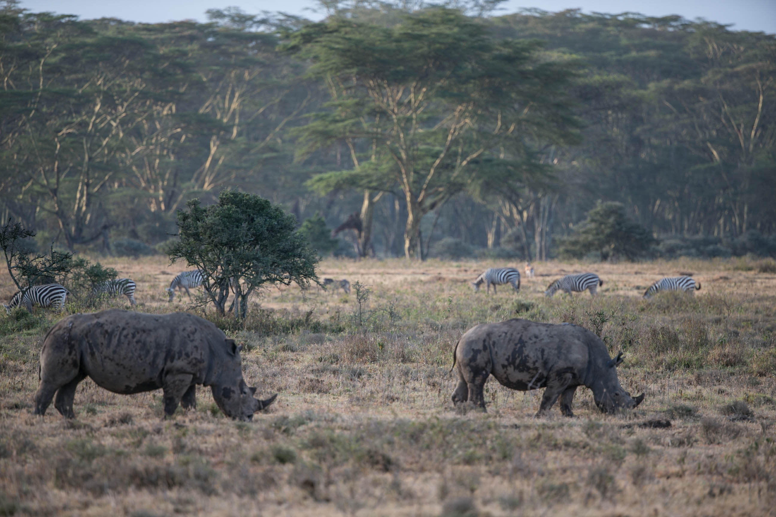 Sarova_Lion_Hill_Game_Lodge_-_Game_Drive_5.jpg