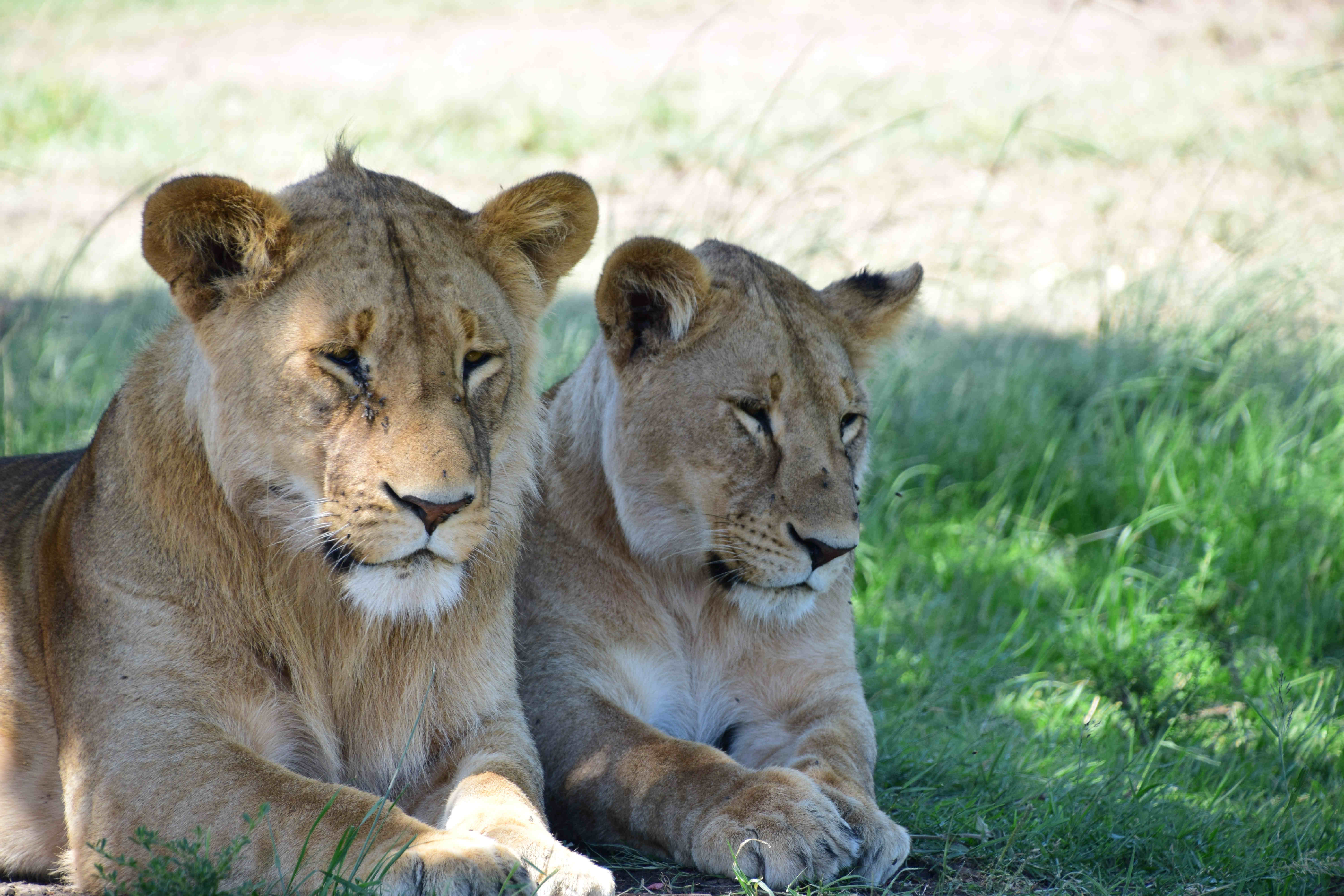 DSC_0195_2_lionesses.jpg