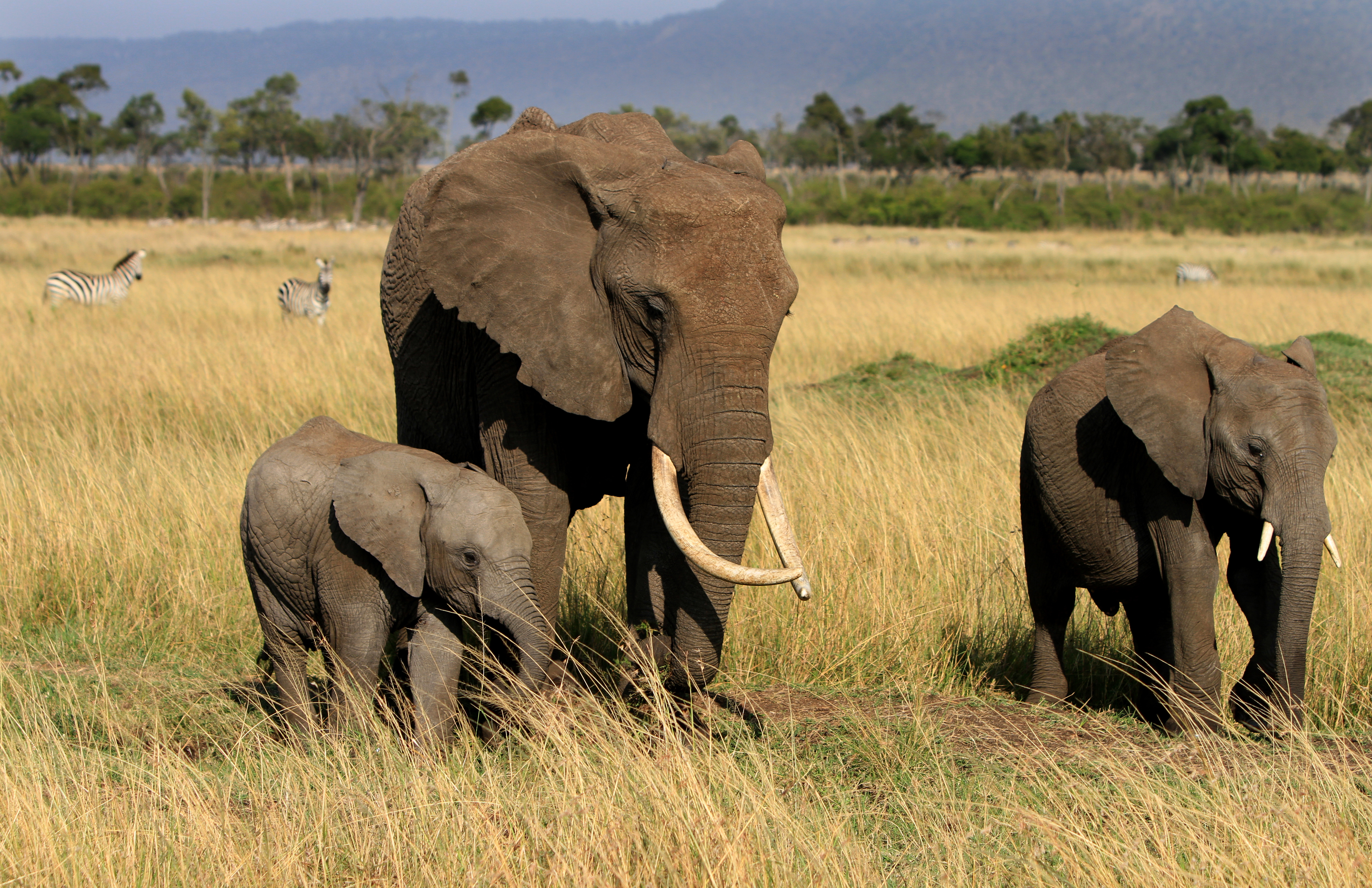IMG_4402_Elephant_family.jpg