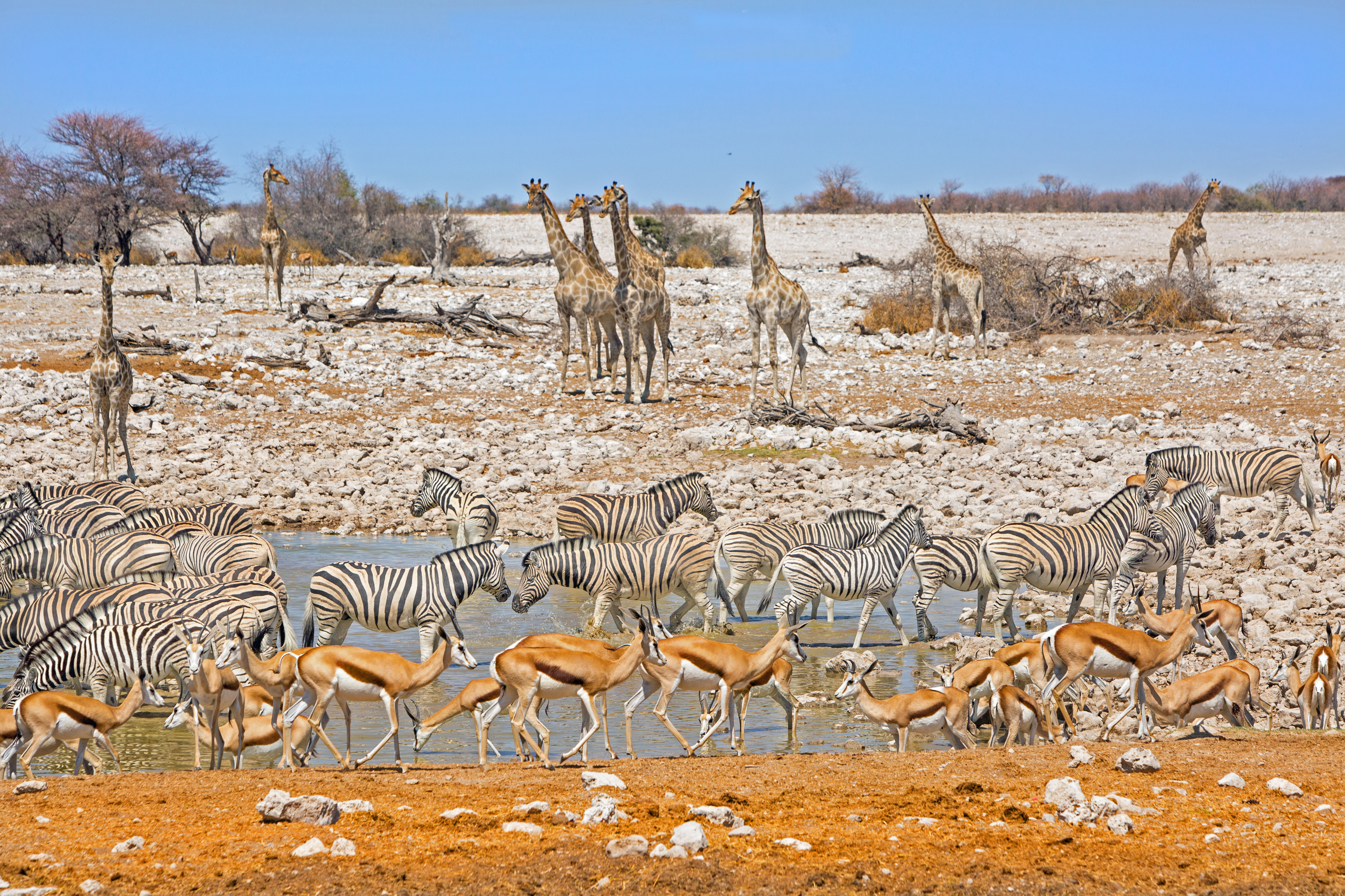 Okaukuejo_waterhole_edited-1.jpg