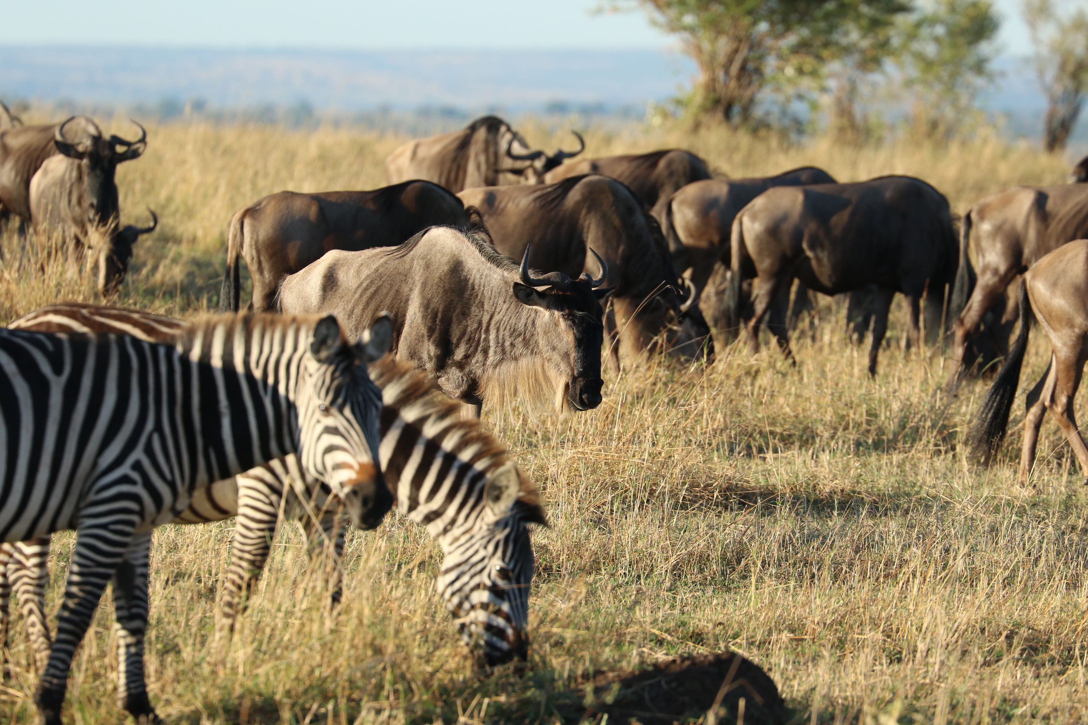 4O7A0402_Wilderbeest_and_Zebra.jpg