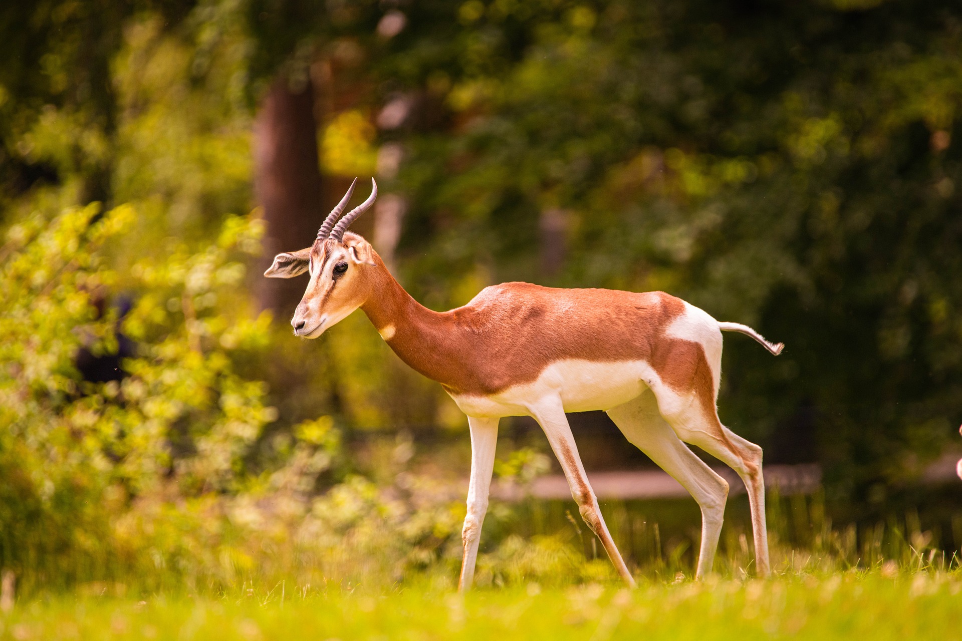 antelope-5397220_1920.jpg