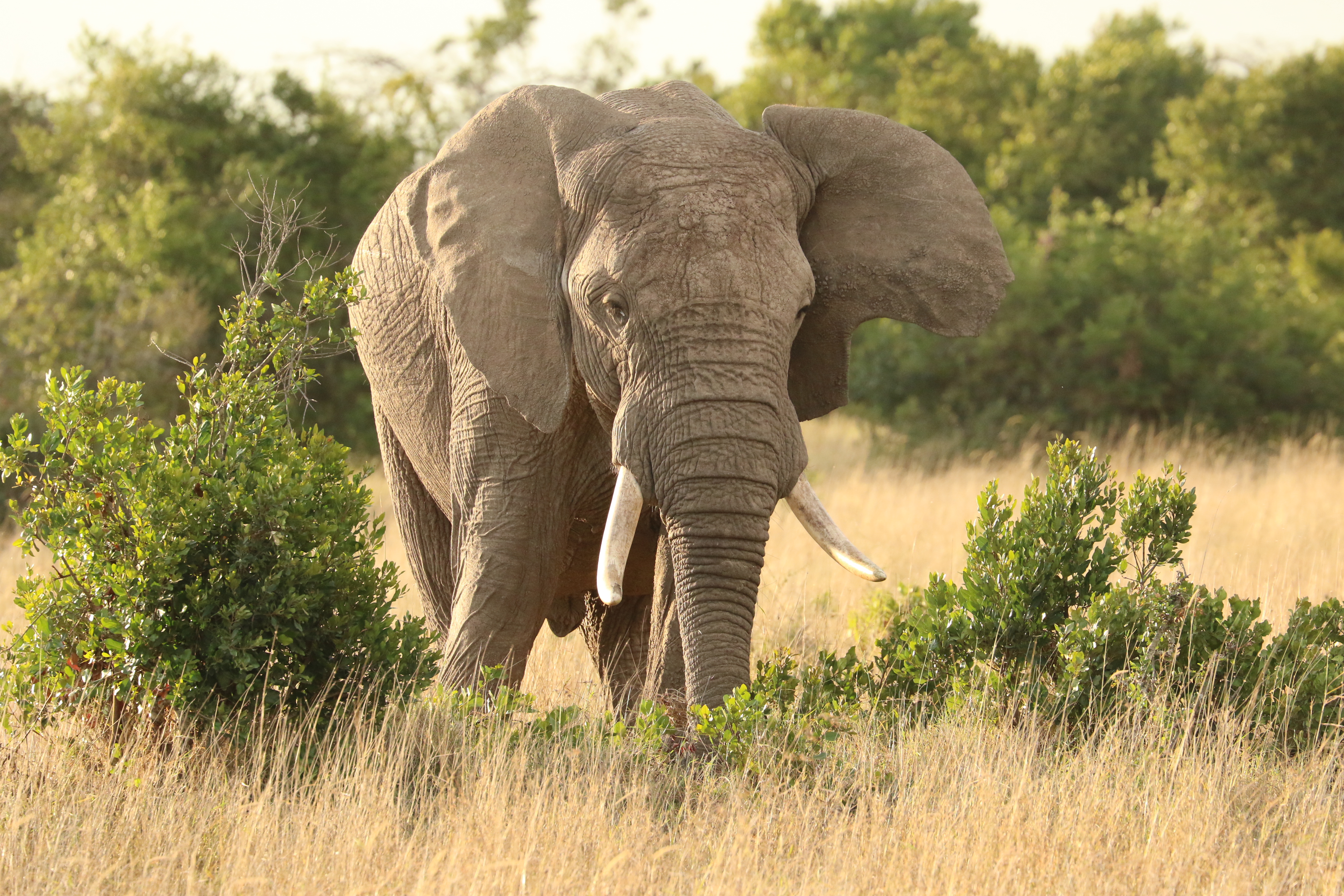4O7A7811_Elephant.jpg