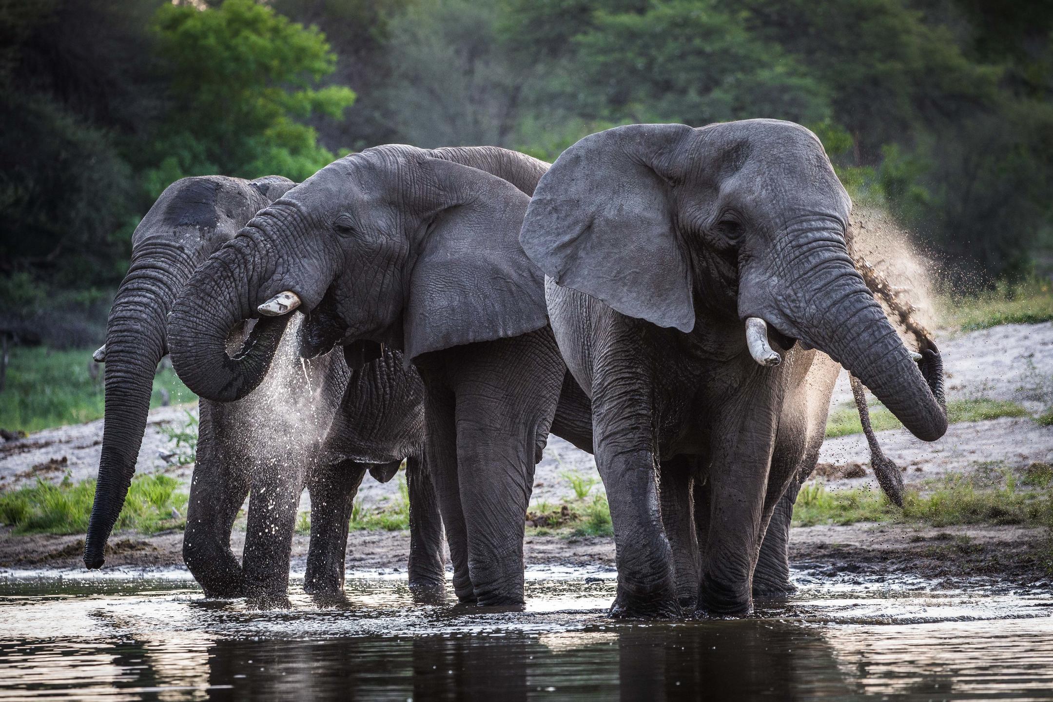 Elephants.jpg