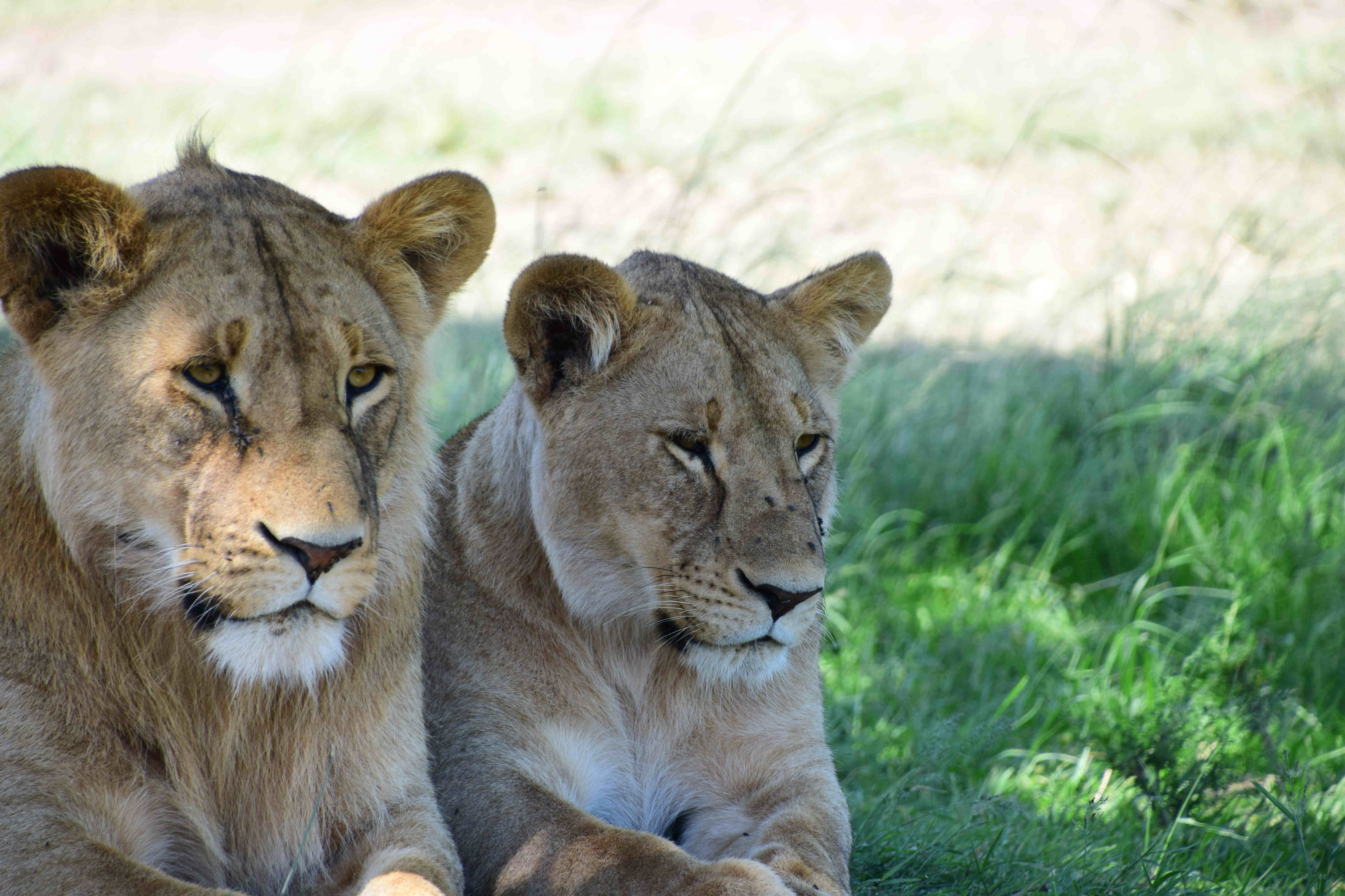 Anil_DSC_0196_Lions.jpg