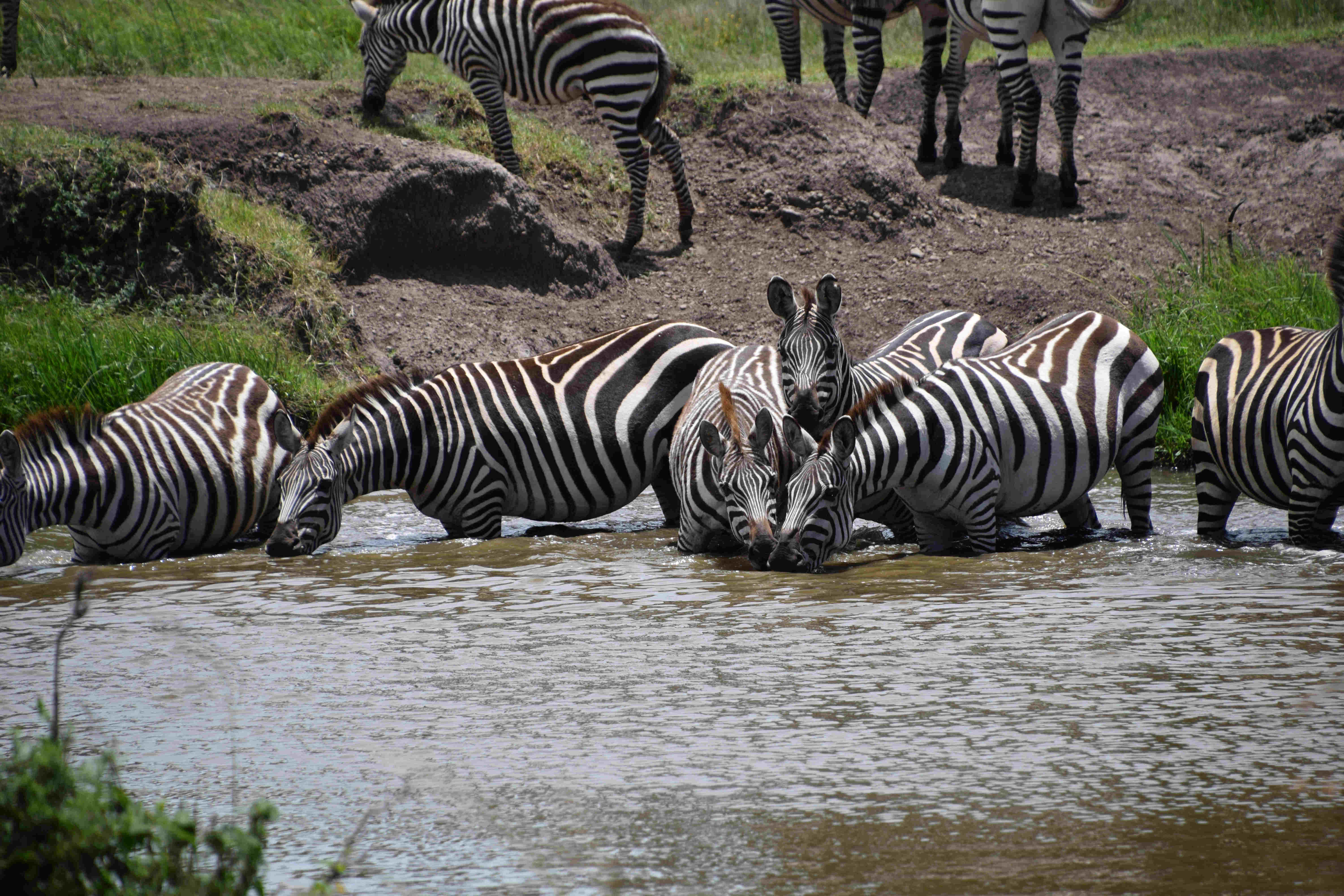 Anil_DSC_0875_Zebra_in_river.jpg