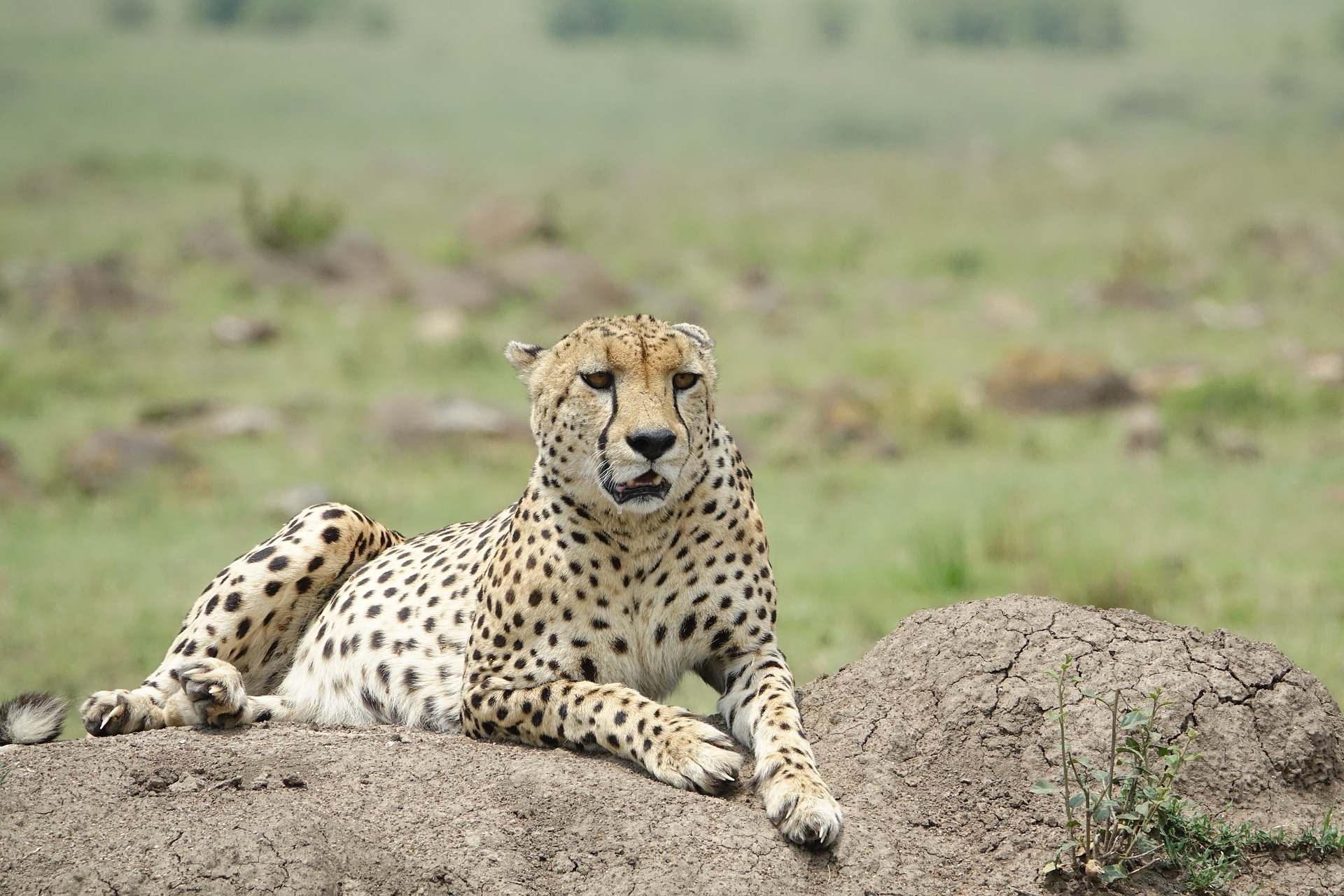 wildlife-3146790_1920.jpg