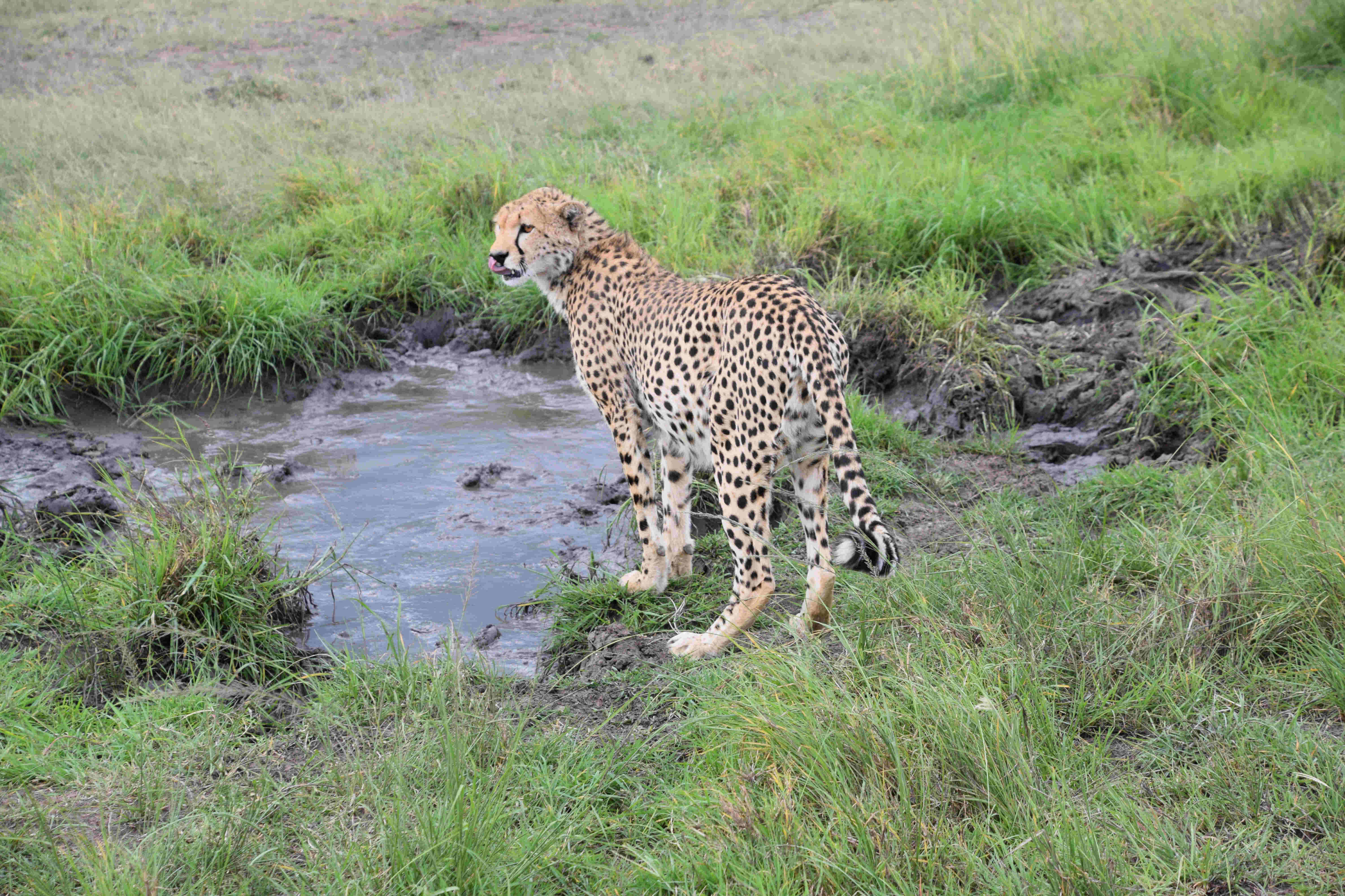 Anil_DSC_0290_Cheetah_at_water.jpg