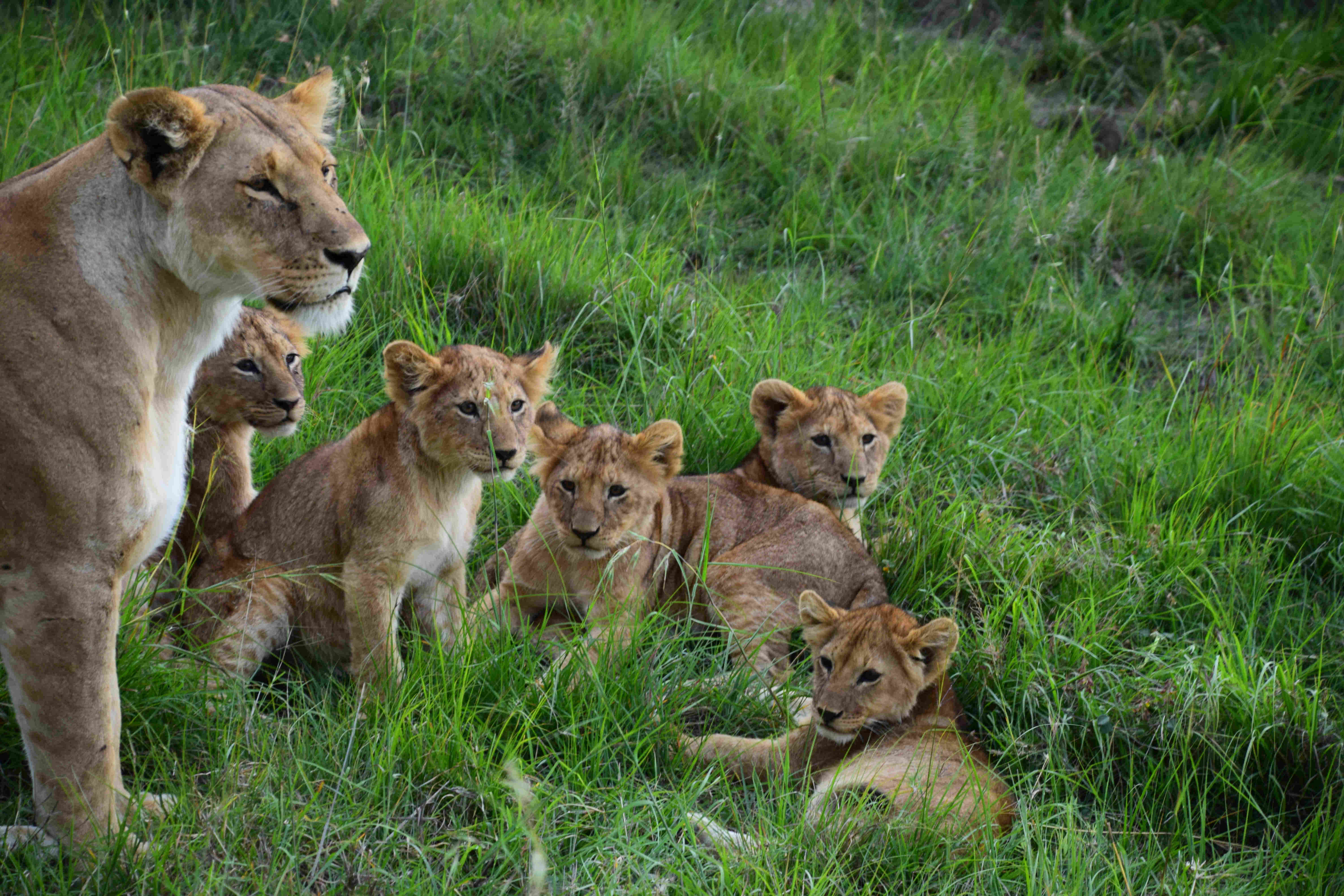 Anil_DSC_0465_Lioness_and_cubs.jpg