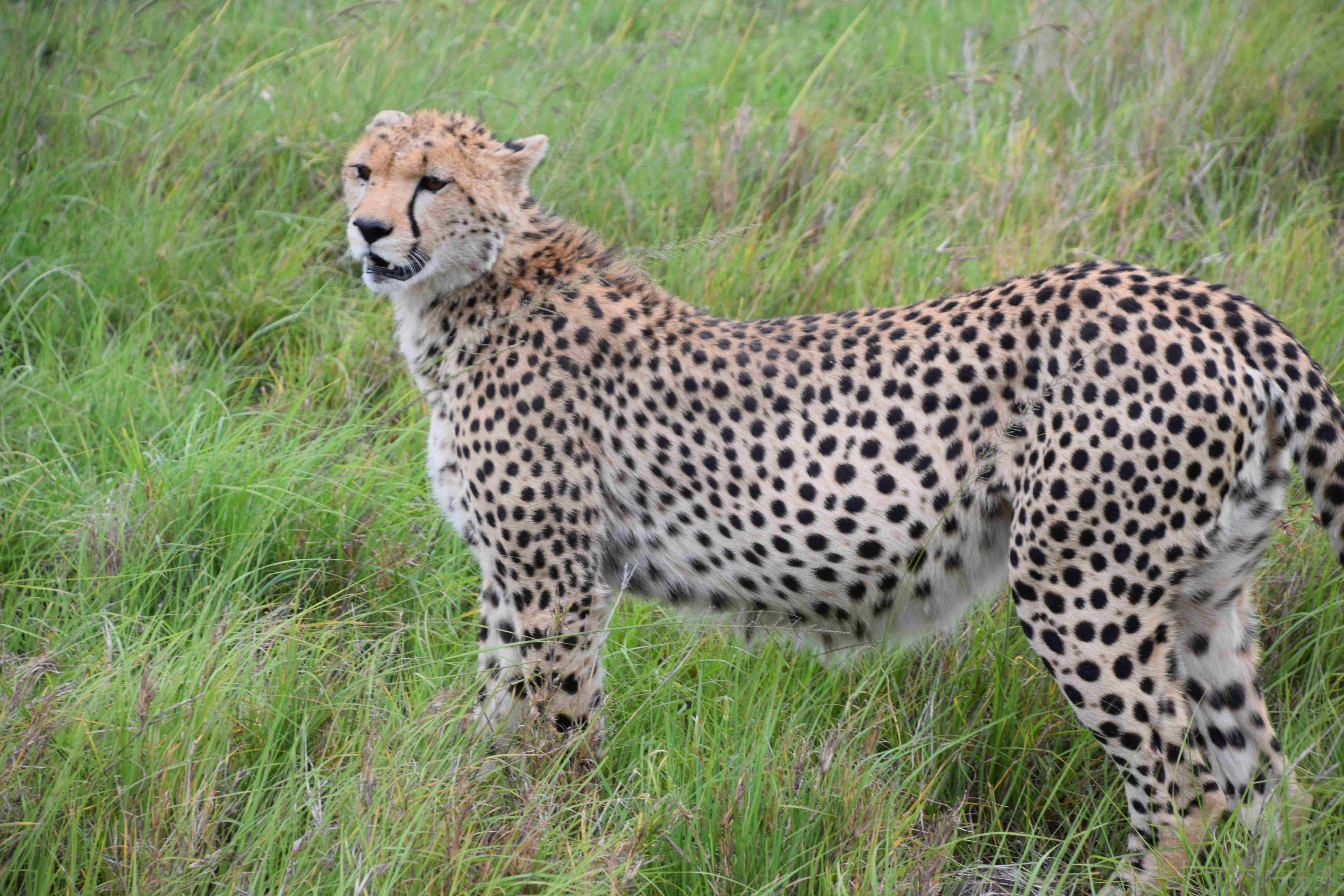 DSC_0337_cheetahs.jpg