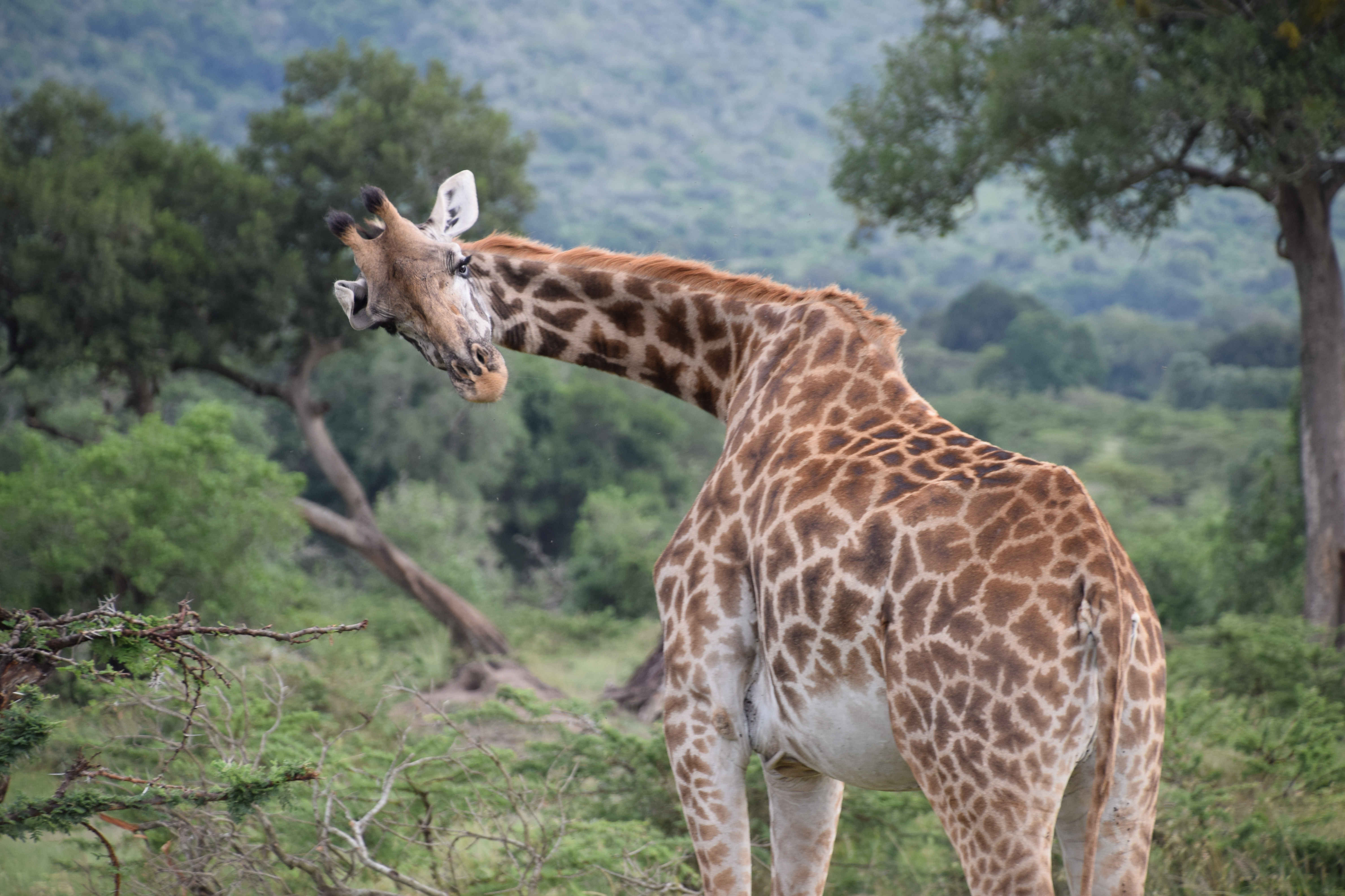 DSC_0602_top_half_Giraffe.jpg