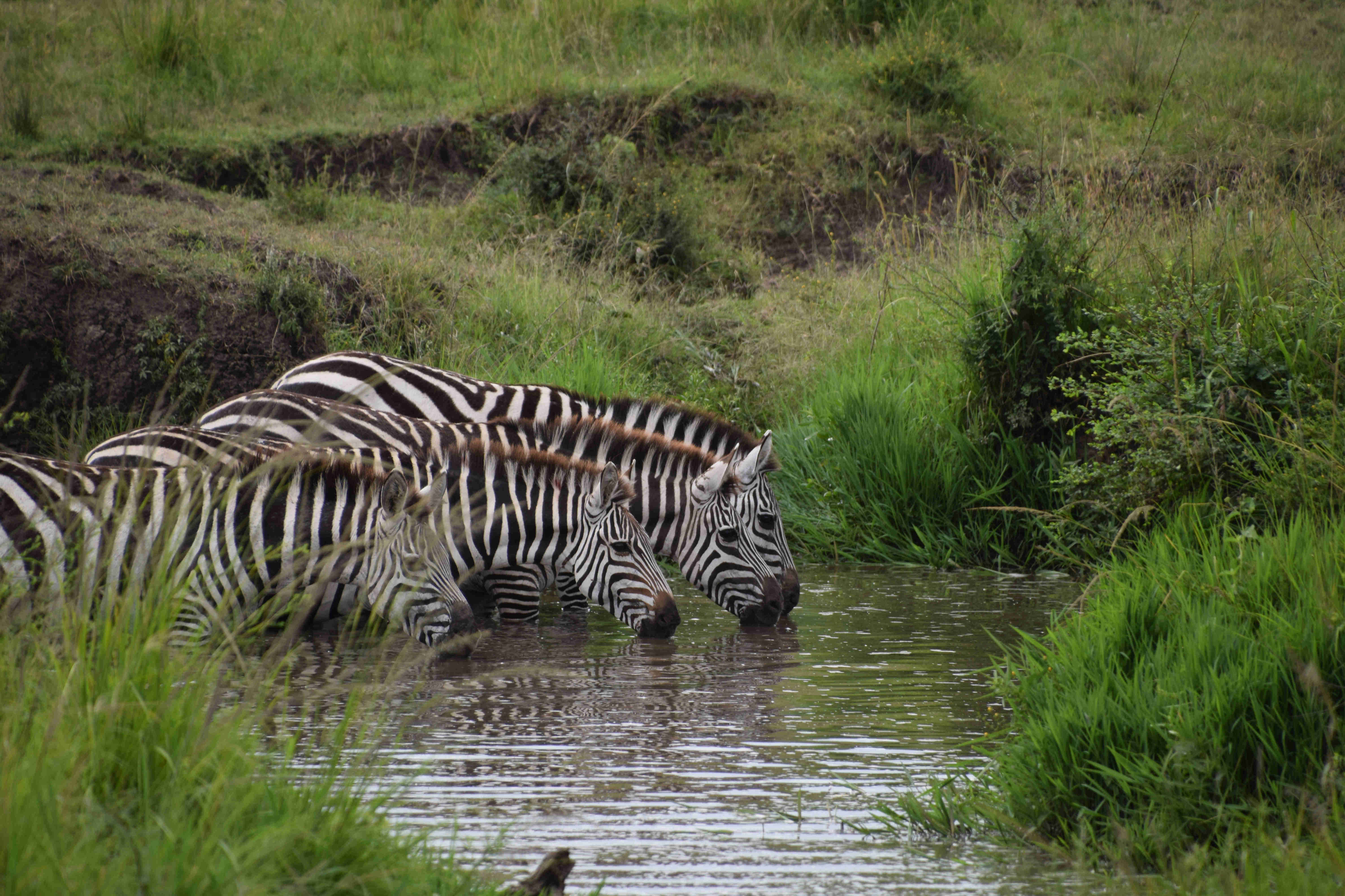 DSC_0629_Zebra_drinking_at_grassy_riverbank.jpg