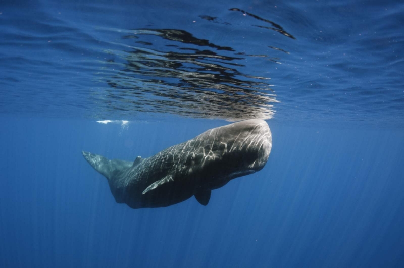 Sperm_Whale.jpg