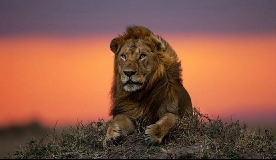 Serengeti-Simba-Lodge2.jpg