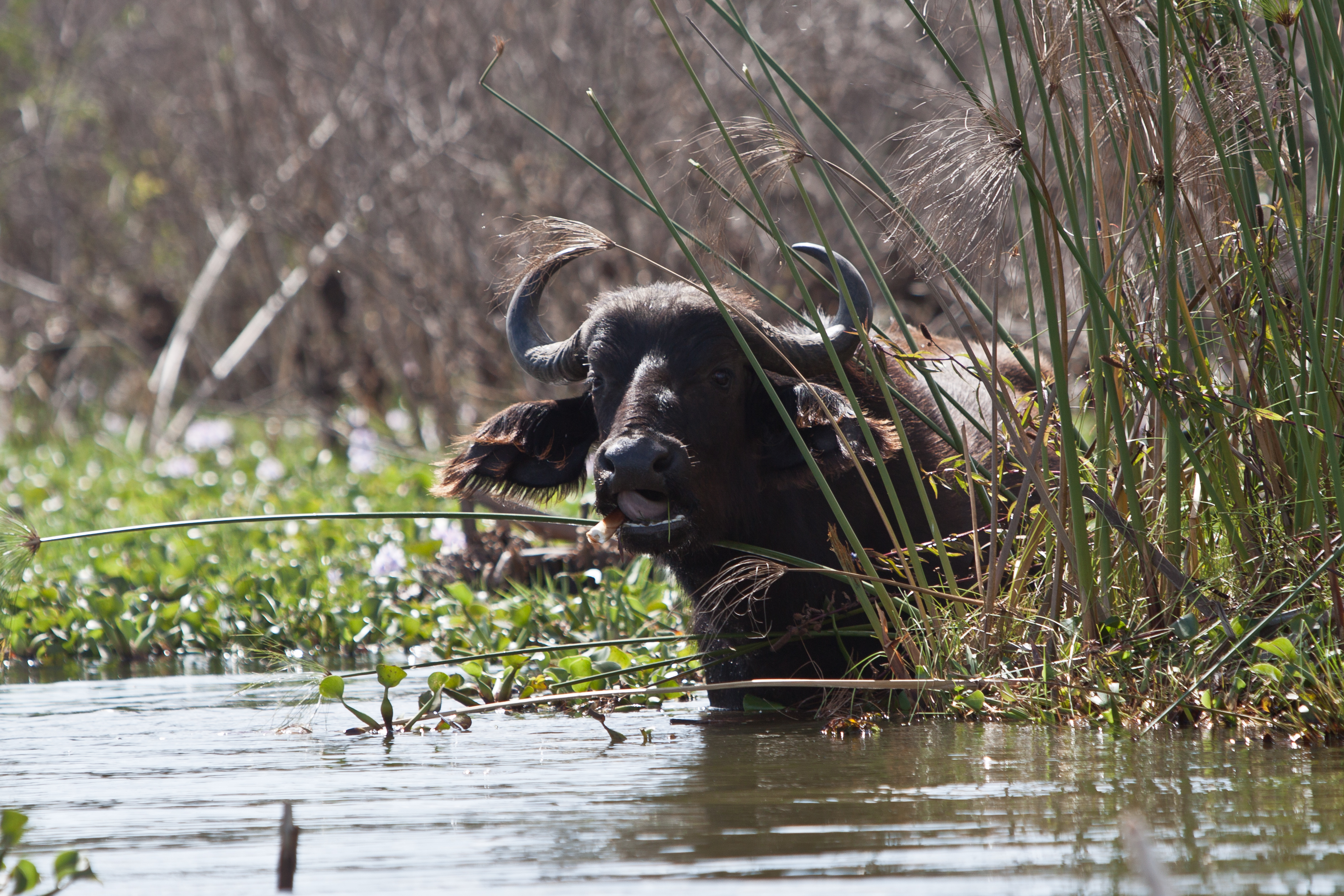Buffalo.jpg