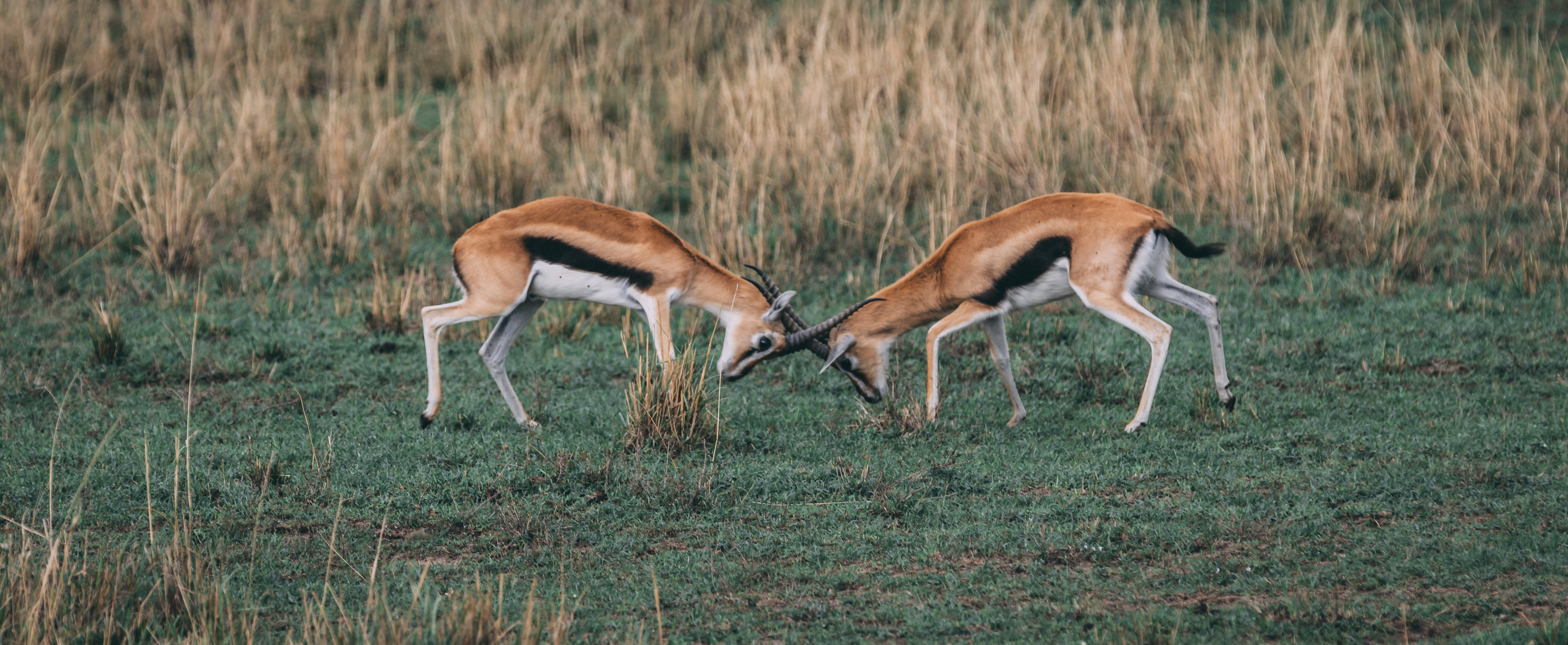 Wildlife__6_-_Thomson_Gazelles_fight.jpg