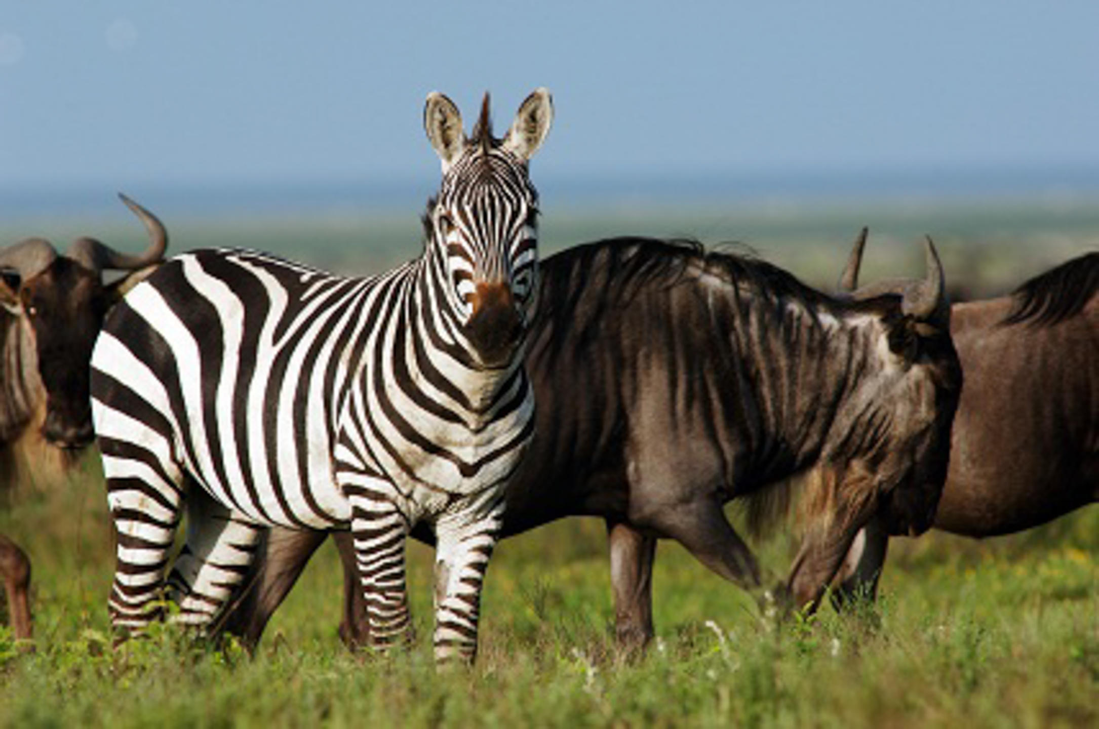 Serengeti_Ndutu_Kati_Kati_Tented_Camp_6.jpg