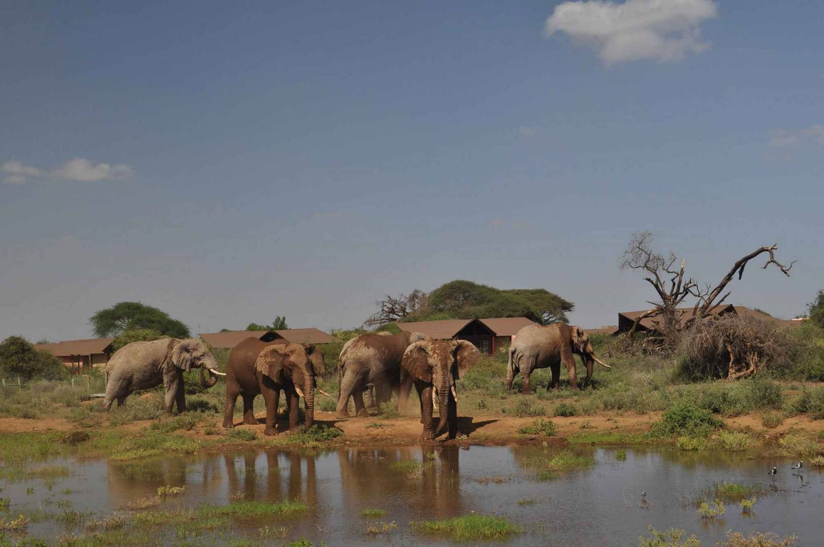 Exclusive Kenya Safari & Beach 