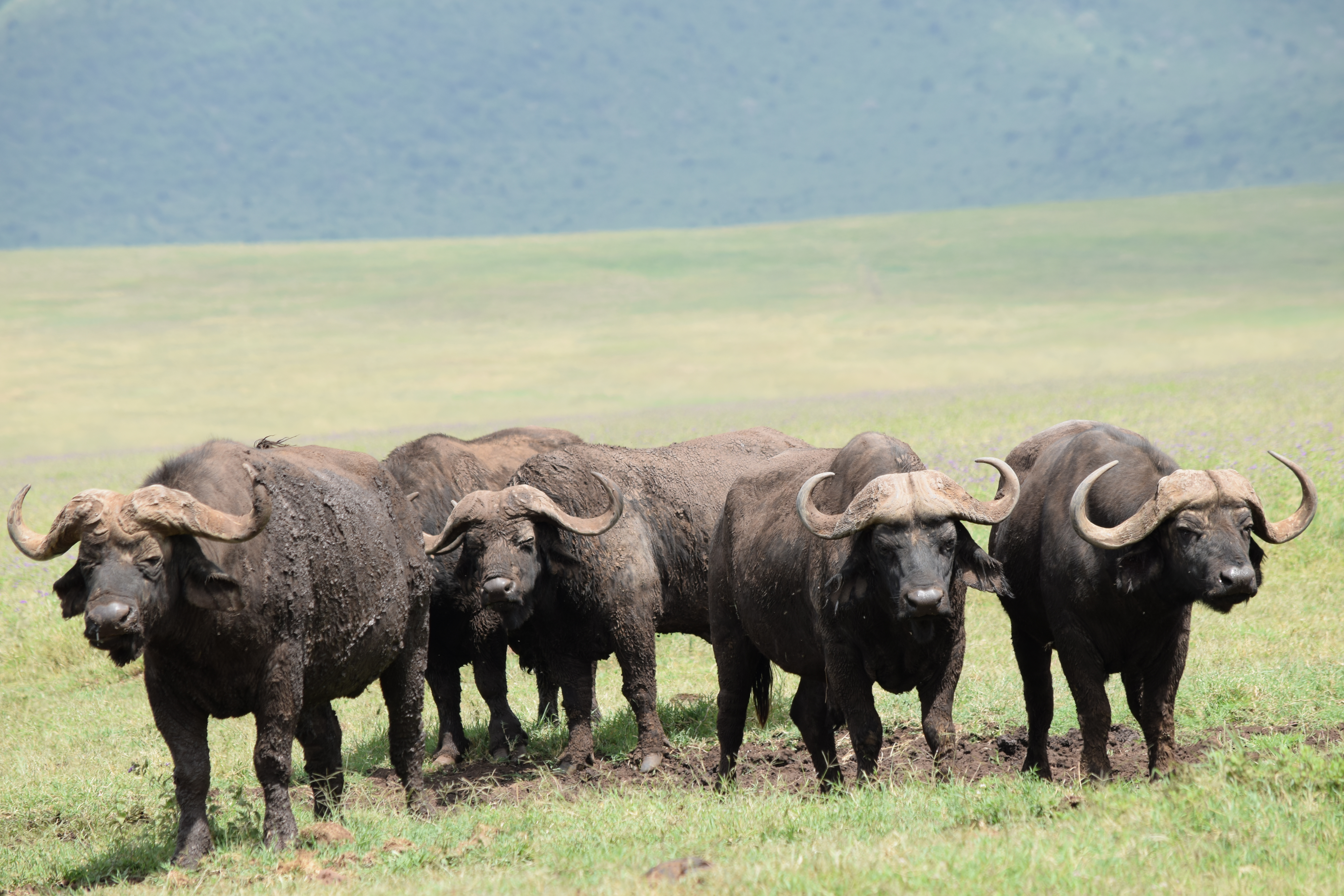 Tanzania: Private Safari & Luxury Beach 