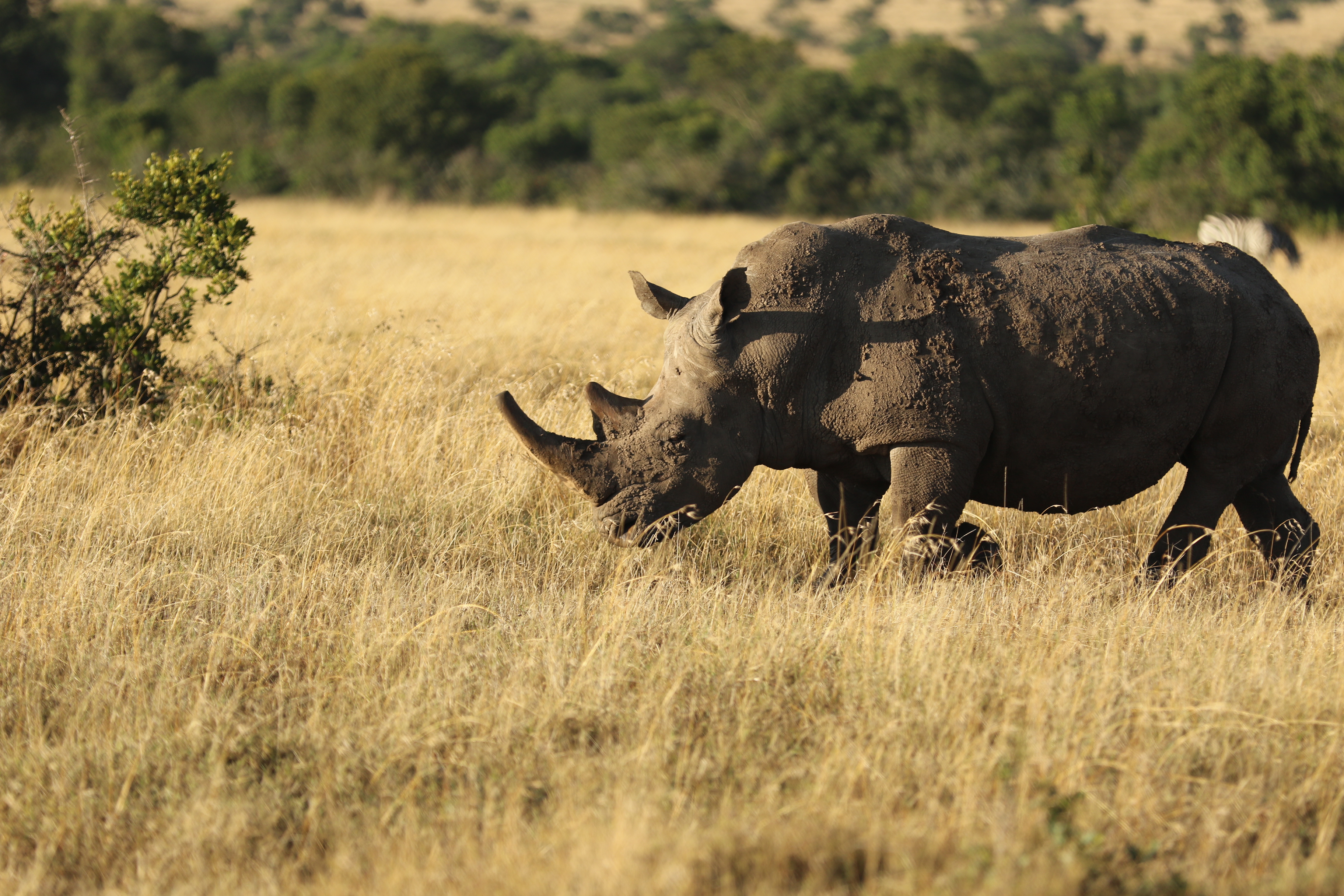 Kenya: Nairobi & Safari PLUS Zanzibar 