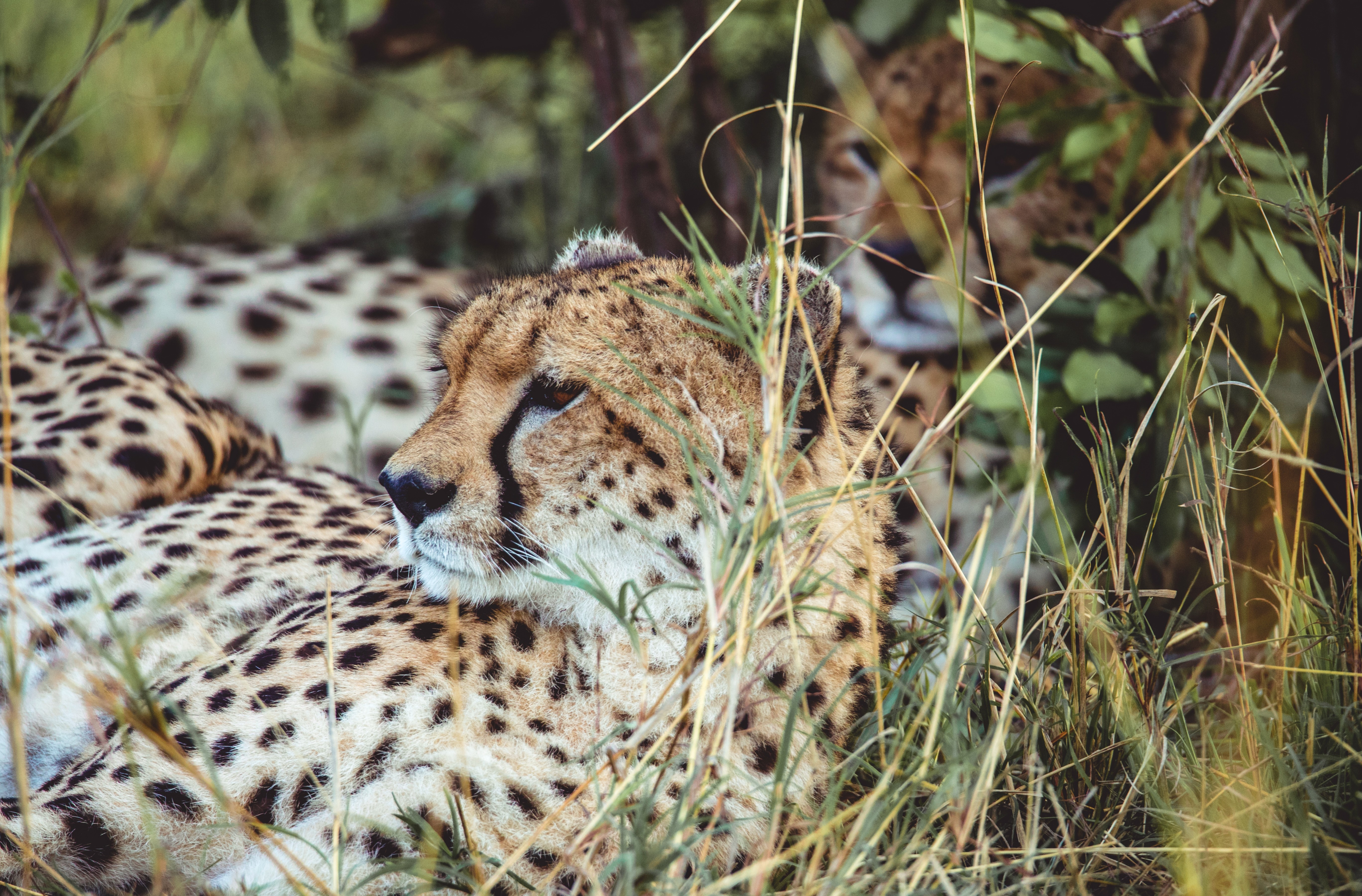 Kenya: Cheetah Safari Premium & Zanzibar Beach 
