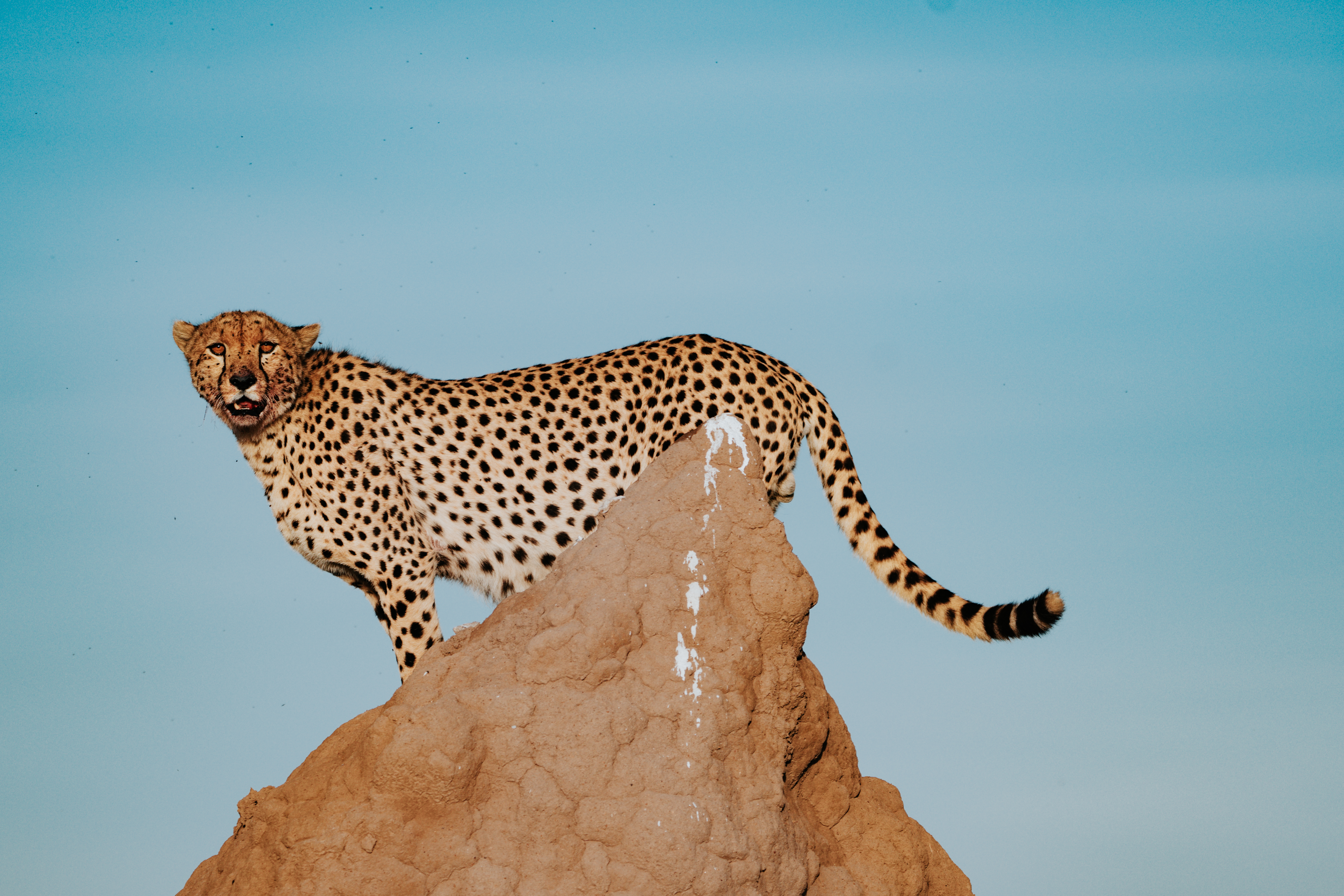 Kenya: Luxury Flying Mara Safari & Mauritius 