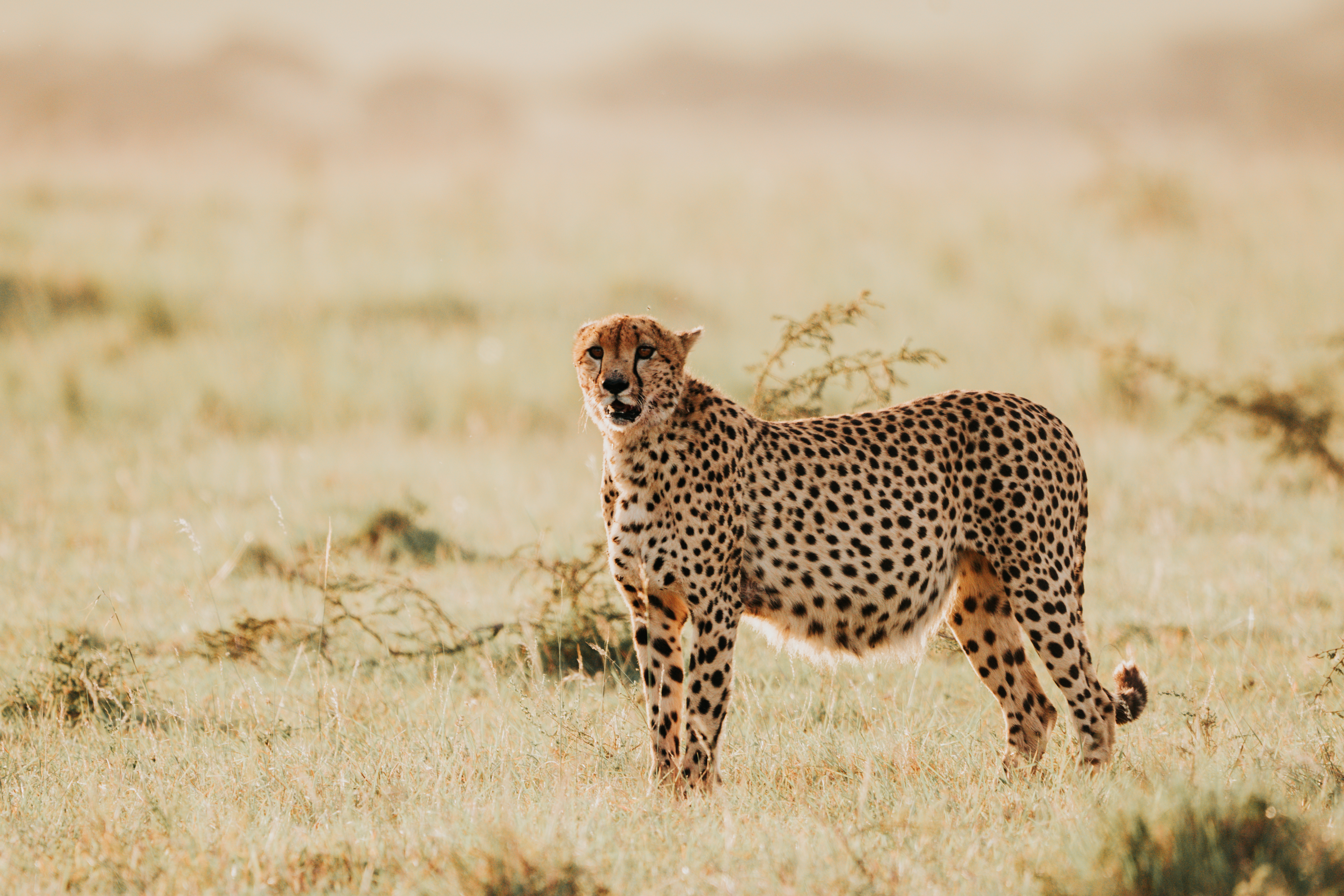 Kenya: Surana Luxury Safari & Zanzibar Beach 
