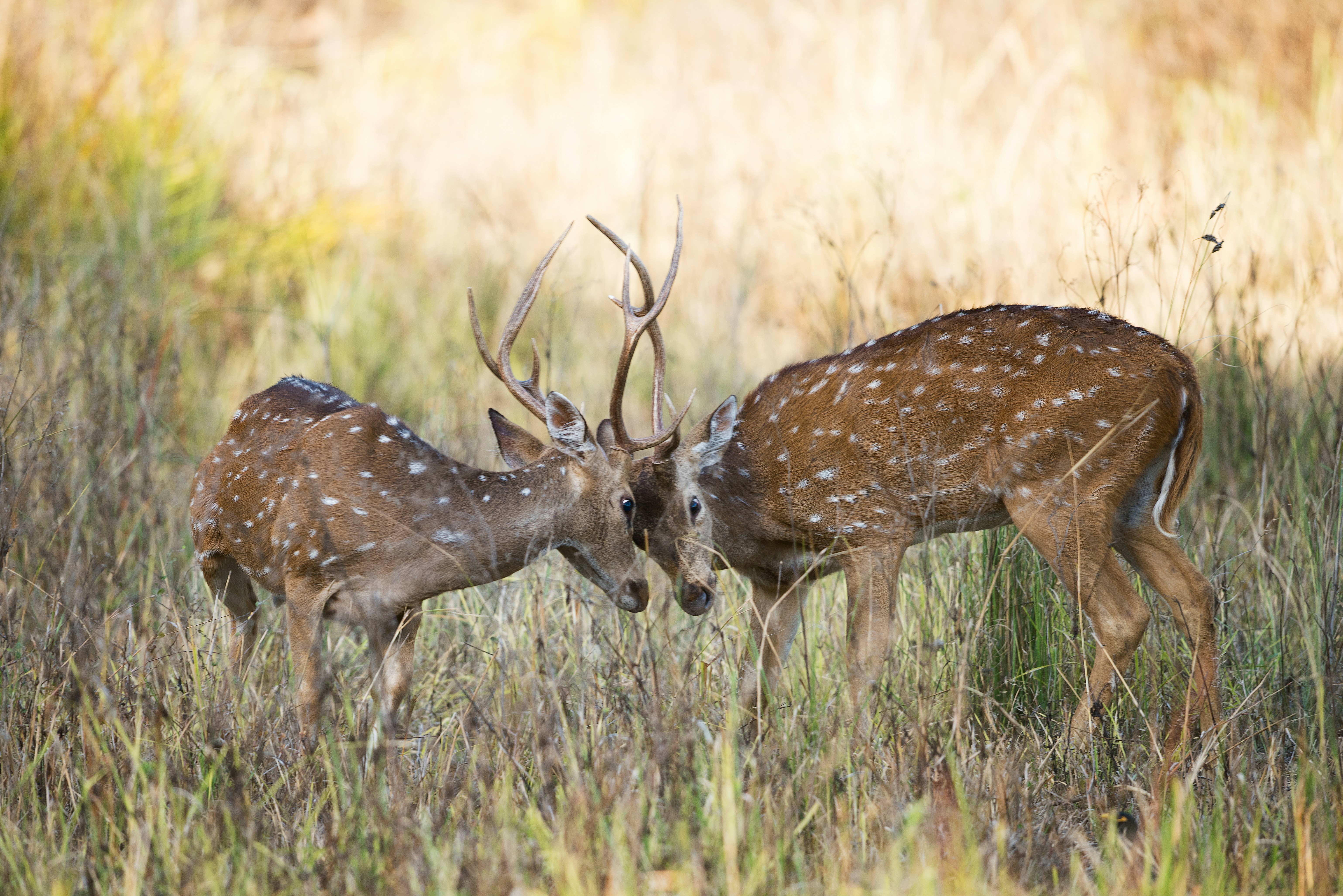 Central India Wildlife Tour 