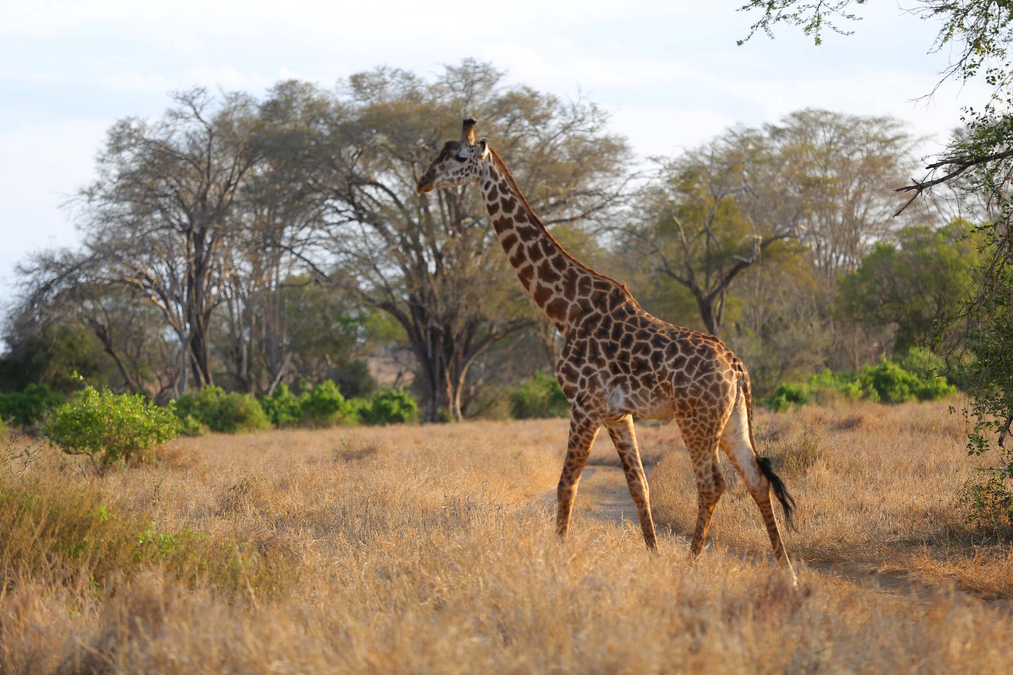 Kenya: Salt Lick Safari, Train & Beach Breaks