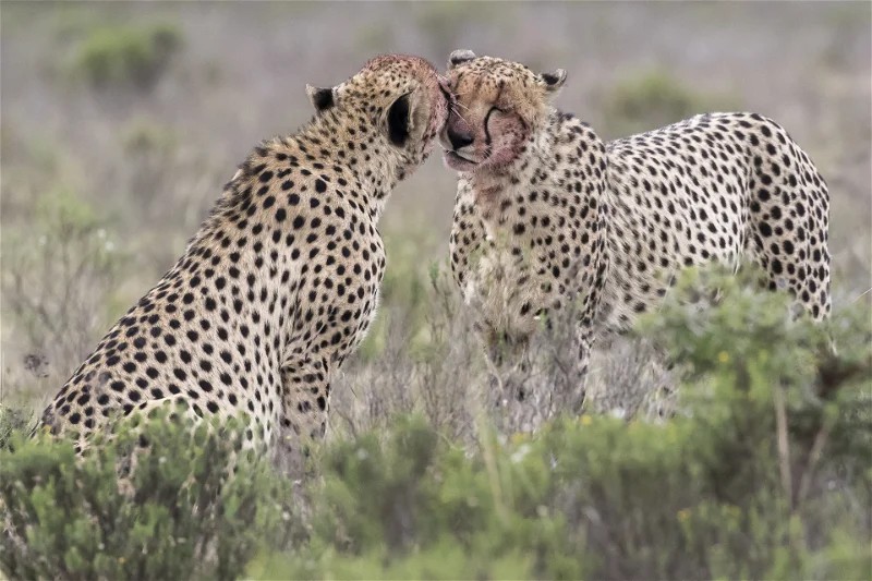 South Africa & Zanzibar Getaway For Two