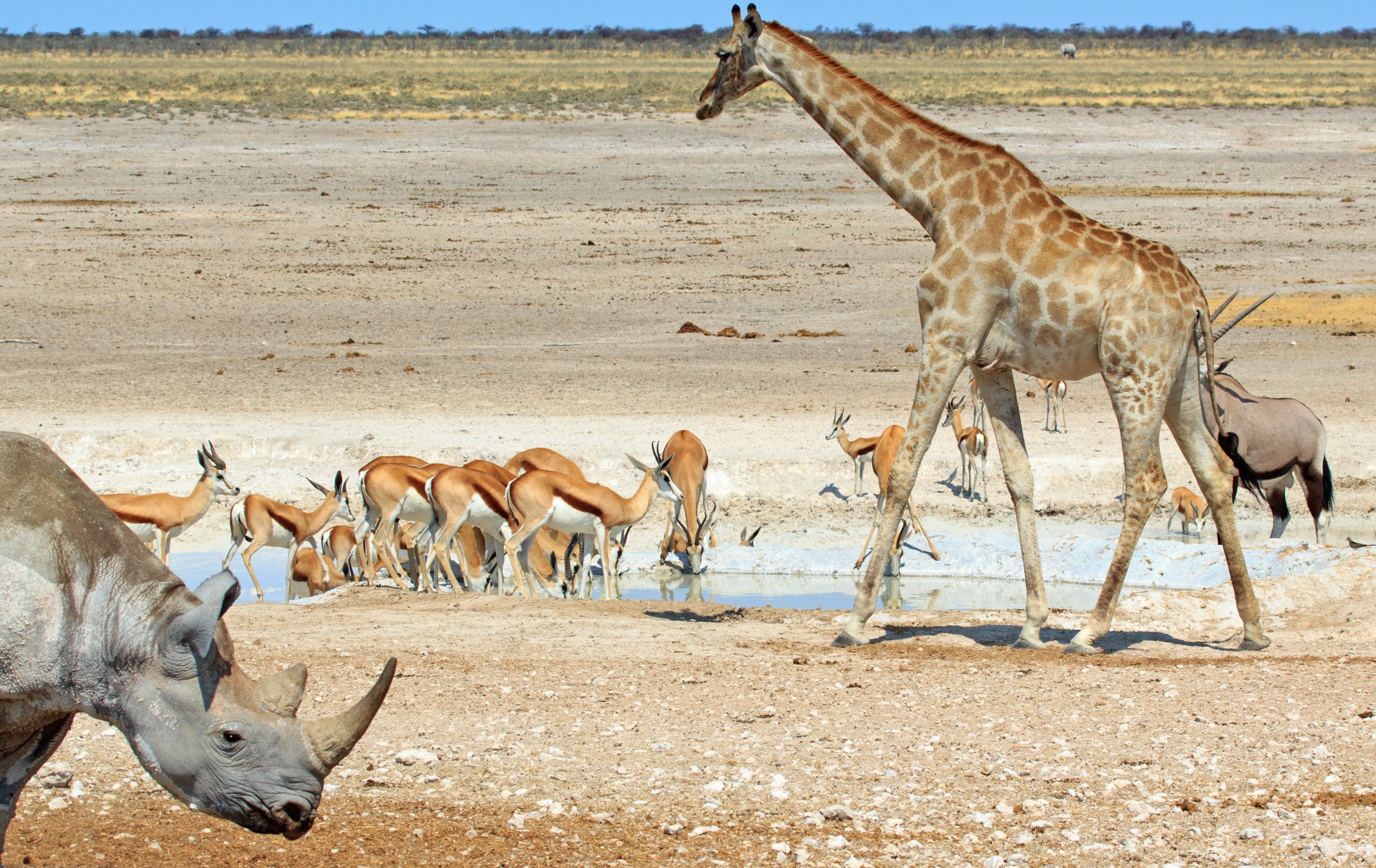 Namibia: Wild Coasts & Wildlife 