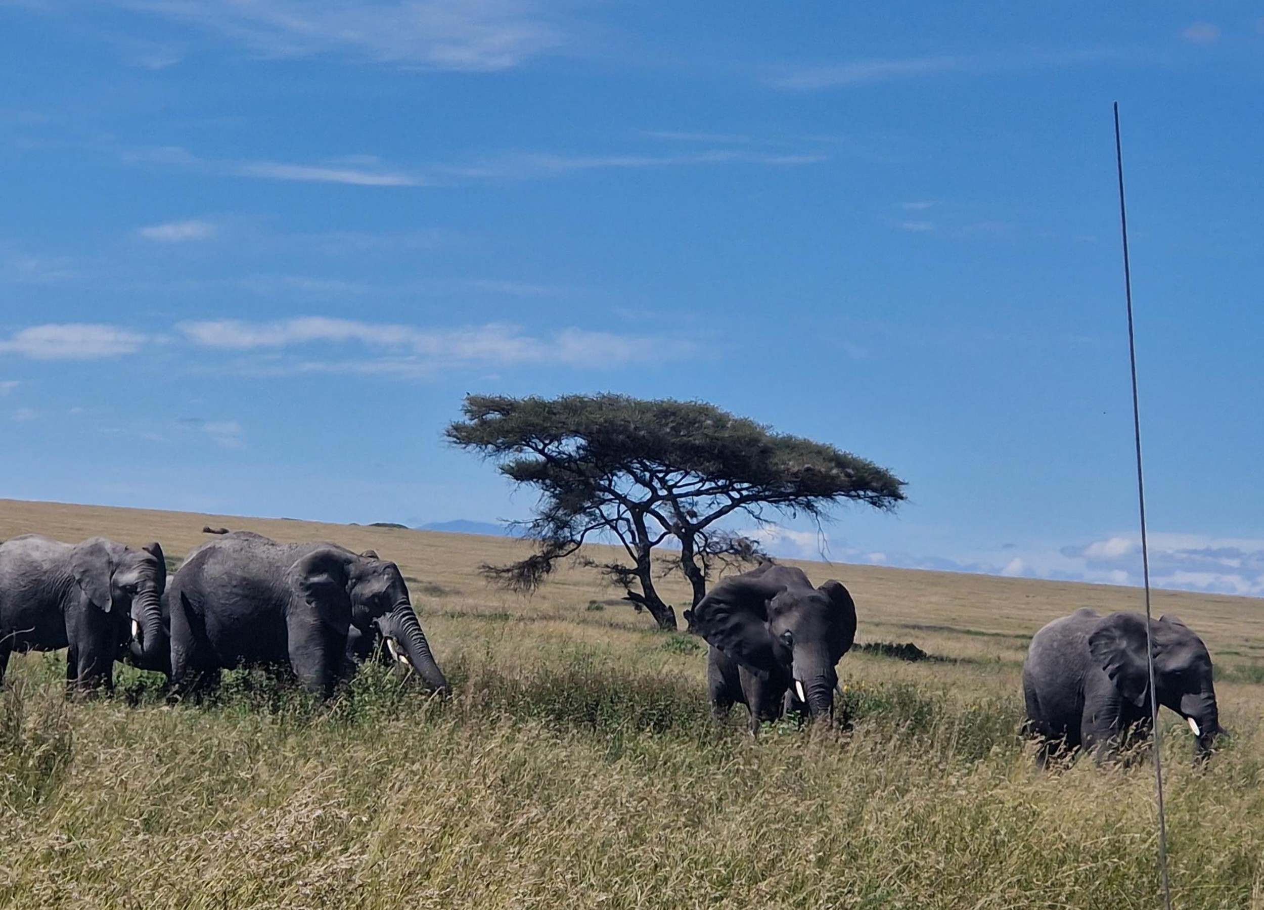 From Honeymoon to Second Safari