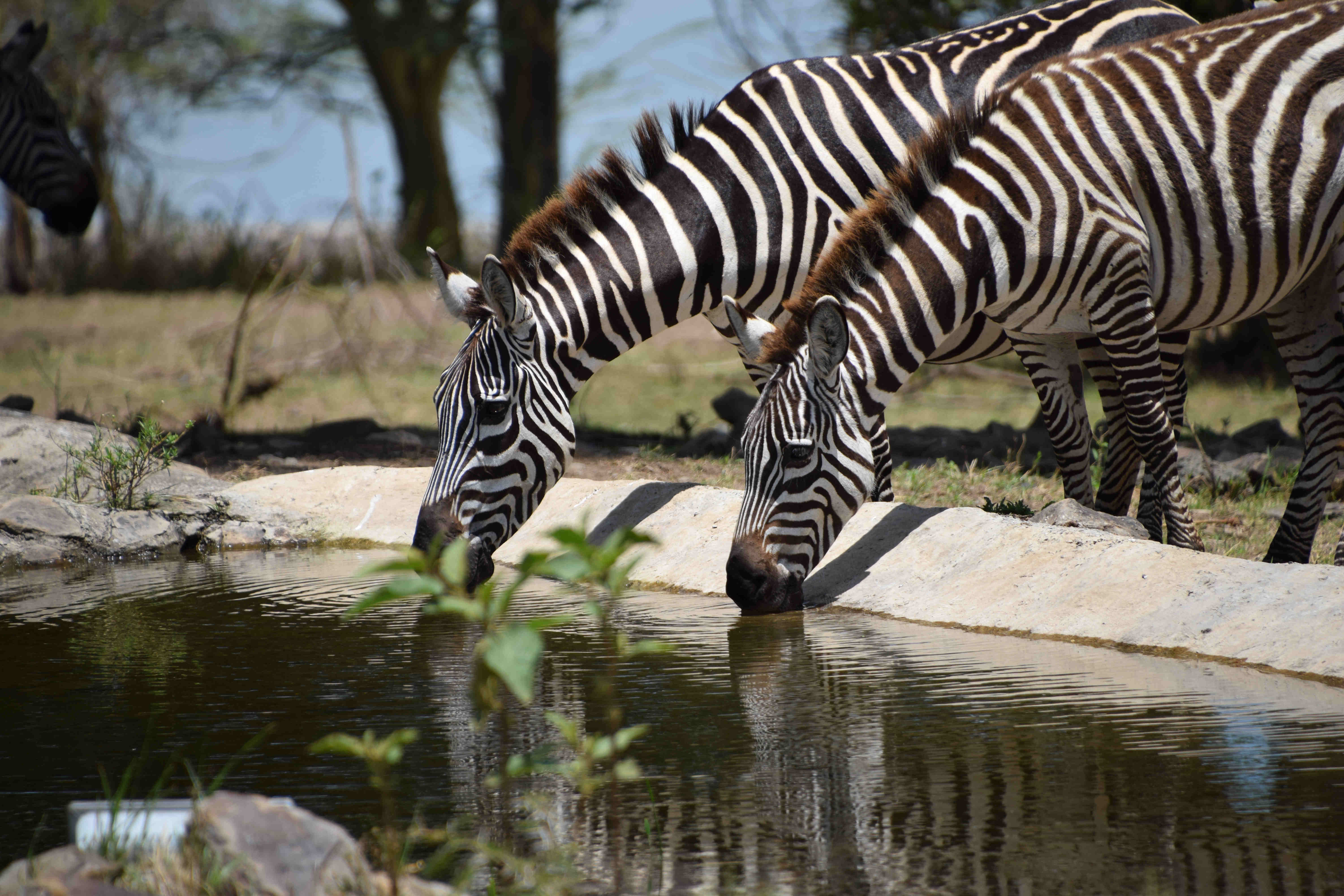All-Inclusive: Flying Kenyan Safari & Zanzibar 