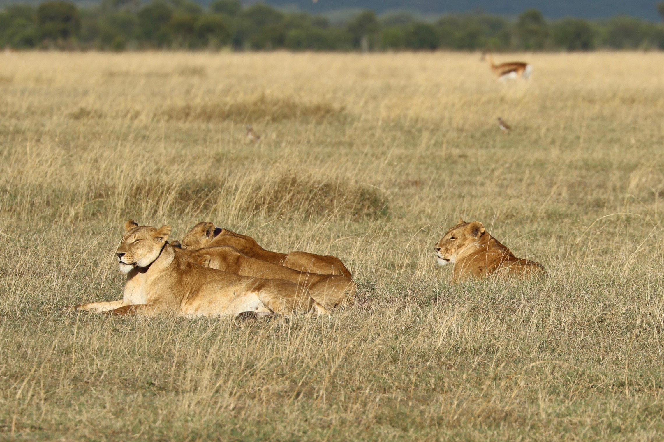 Luxury Safari & Island Escape: Kenya & Seychelles