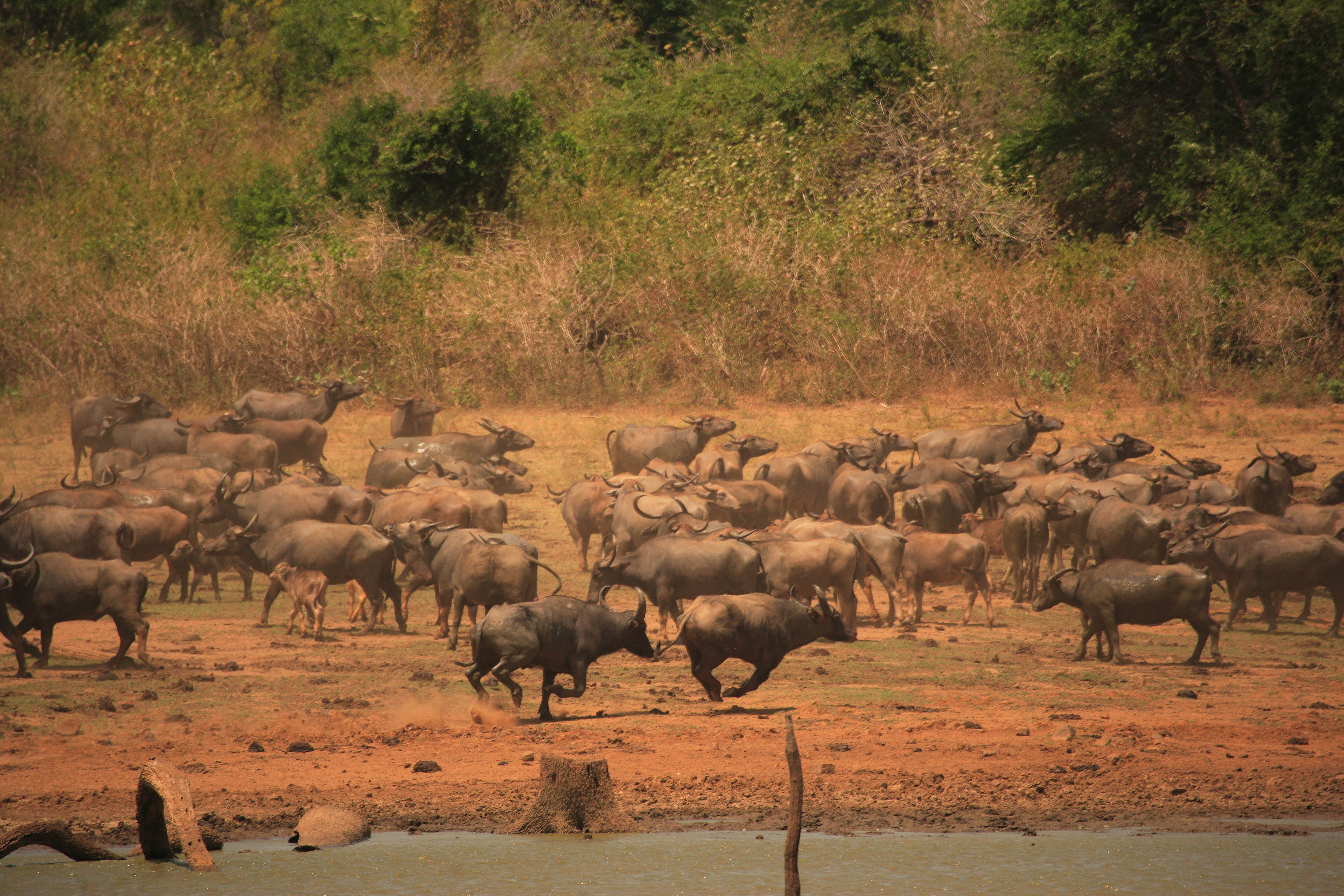 Sri Lanka Tour & All-Inclusive Maldives 
