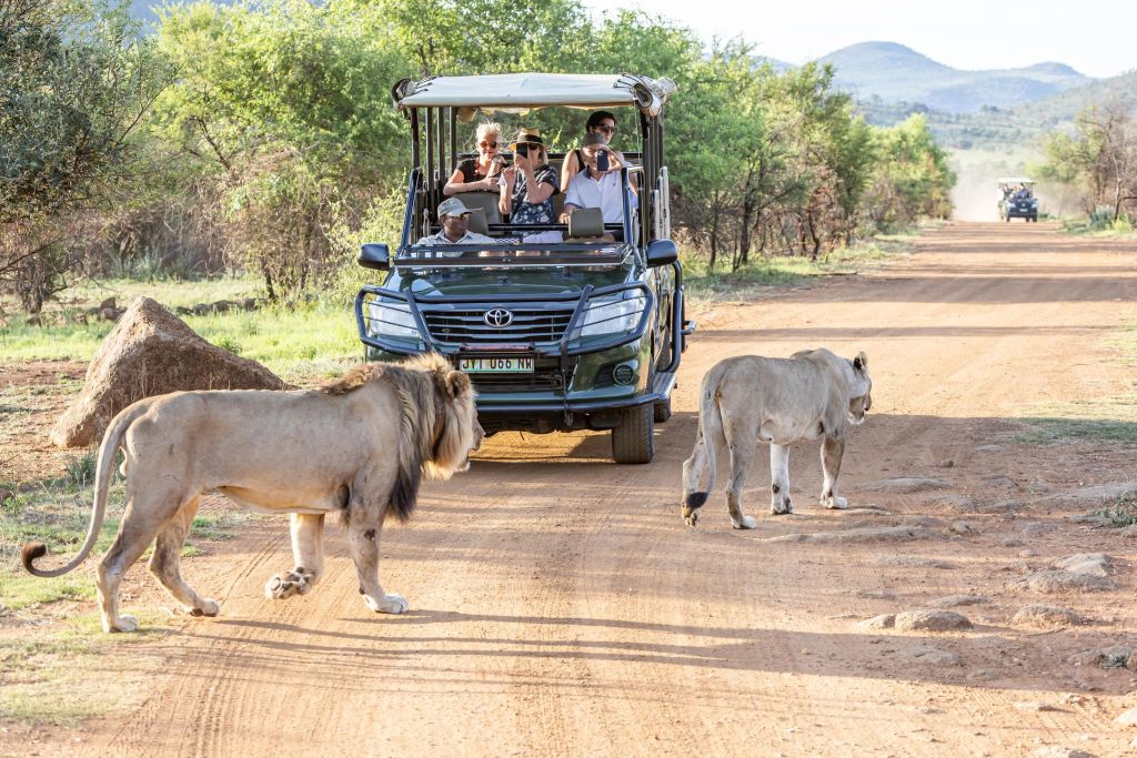 South Africa: Cape Town & Big Five Safari 