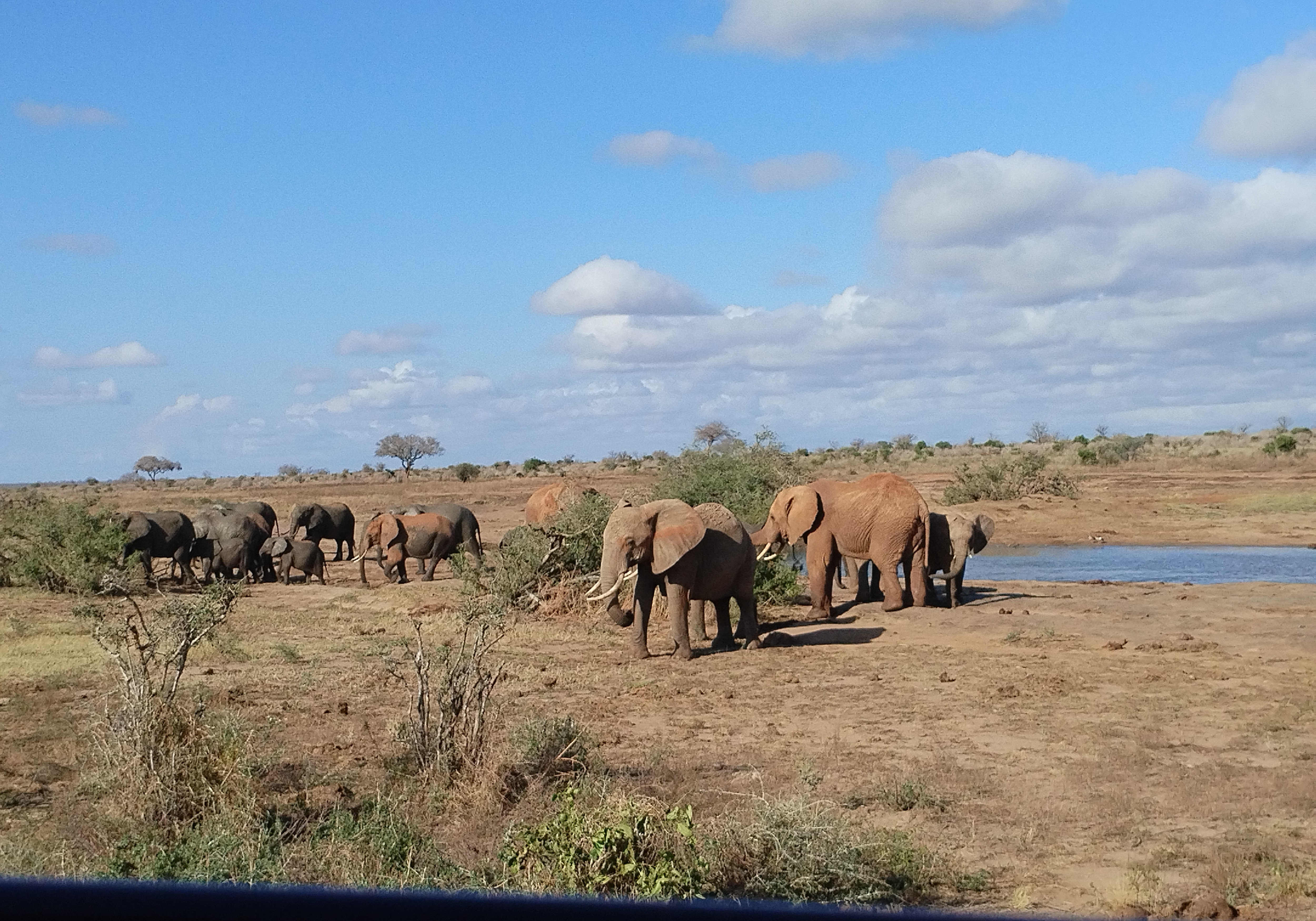 Kenya: Luxury Diamonds Malindi & Tsavo Safari 