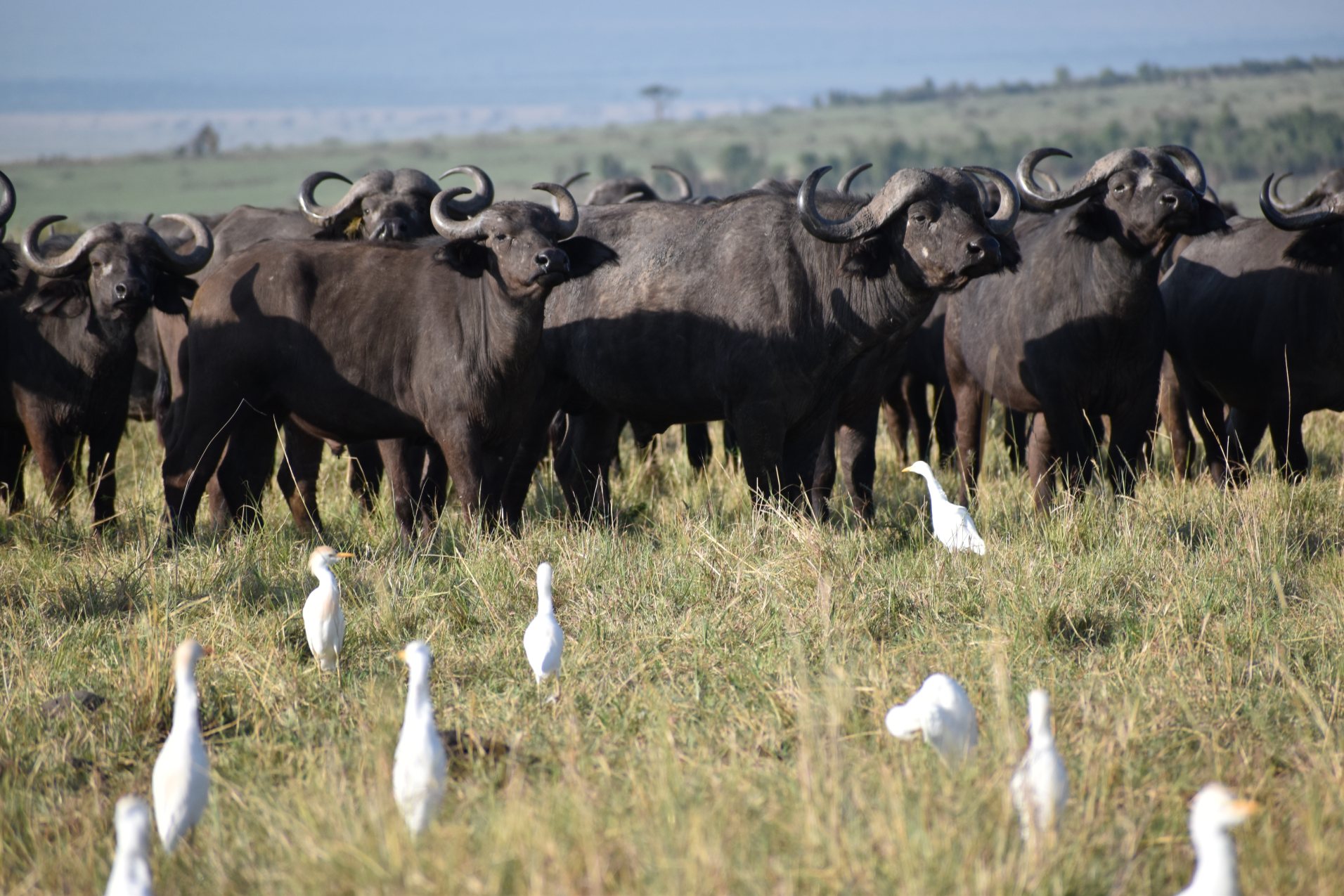 Kenya Exclusive Safari & Luxury Beach 