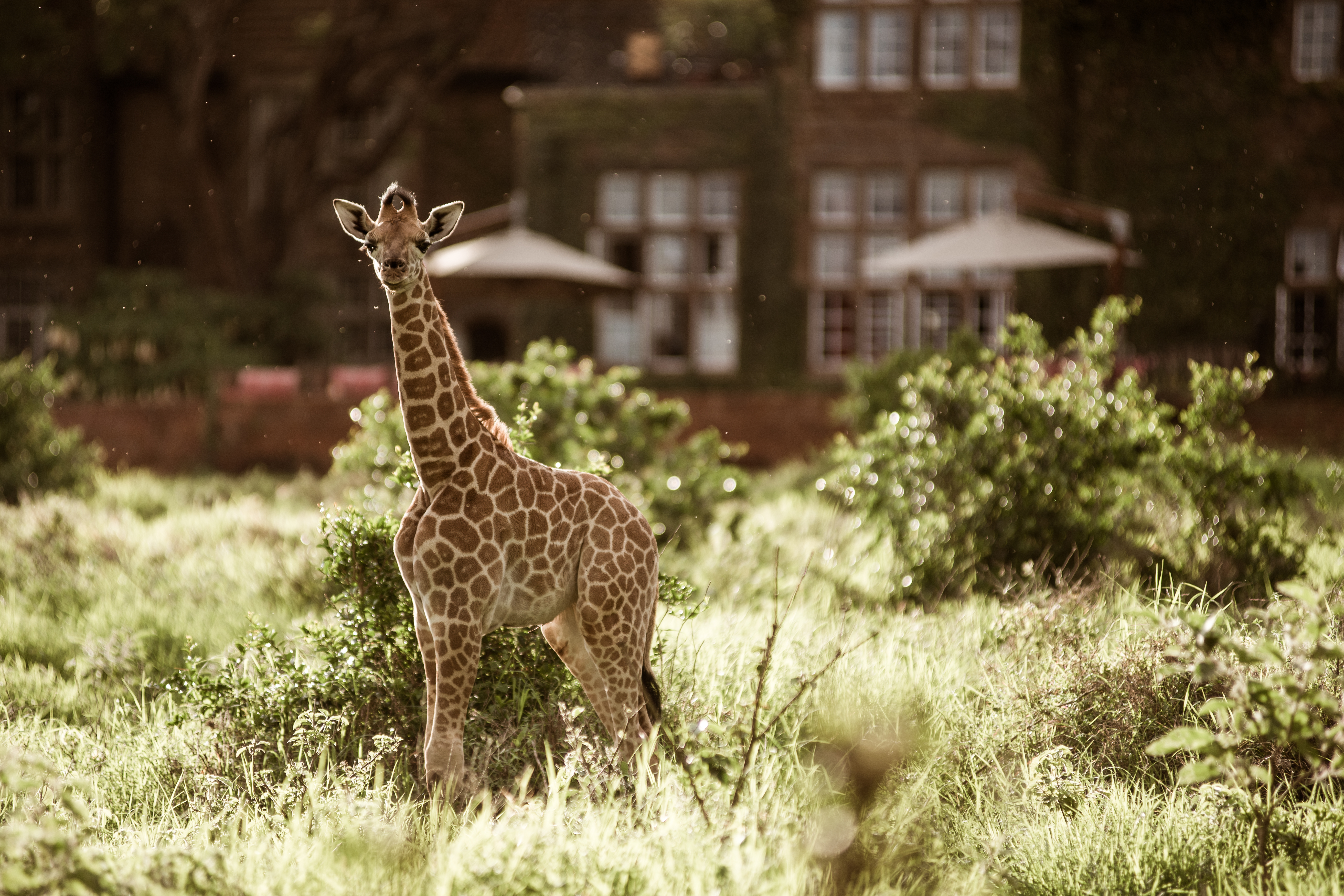 Kenya’s Most Iconic Stay: Nairobi & Giraffe Manor 