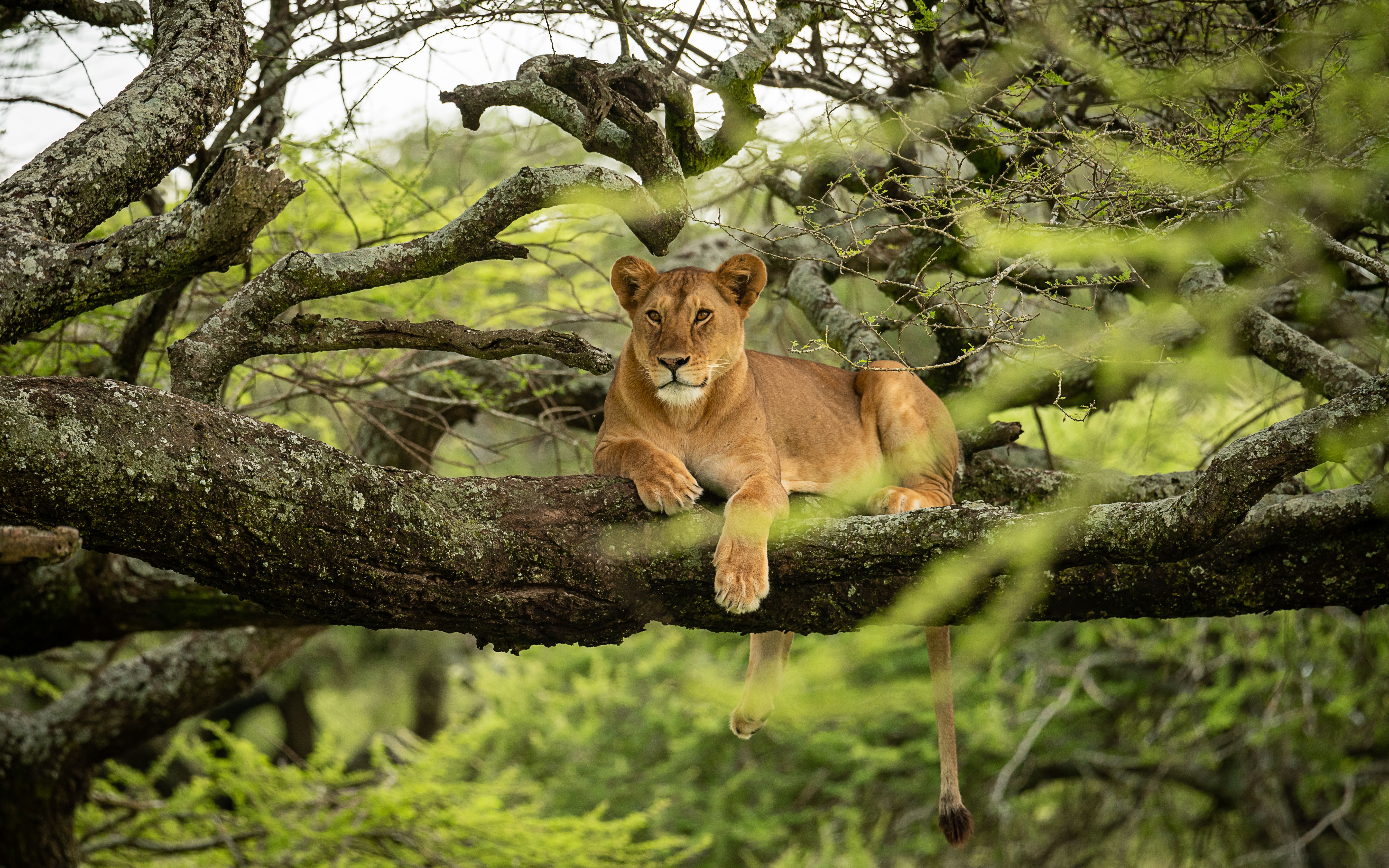 Tanzania: Safari & Zanzibar Beach Escape 