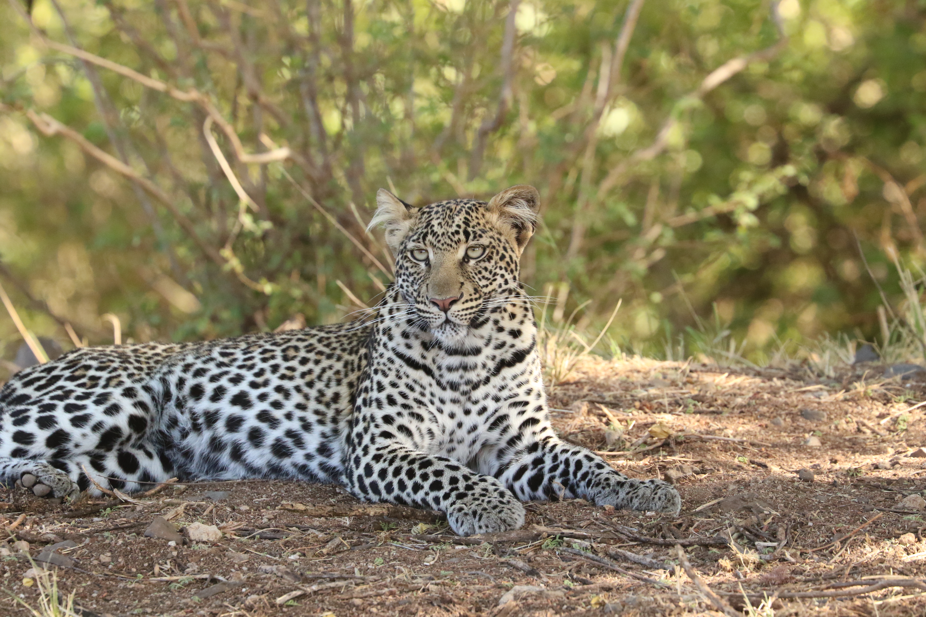 Kenya Grand Safari & Beach Escape